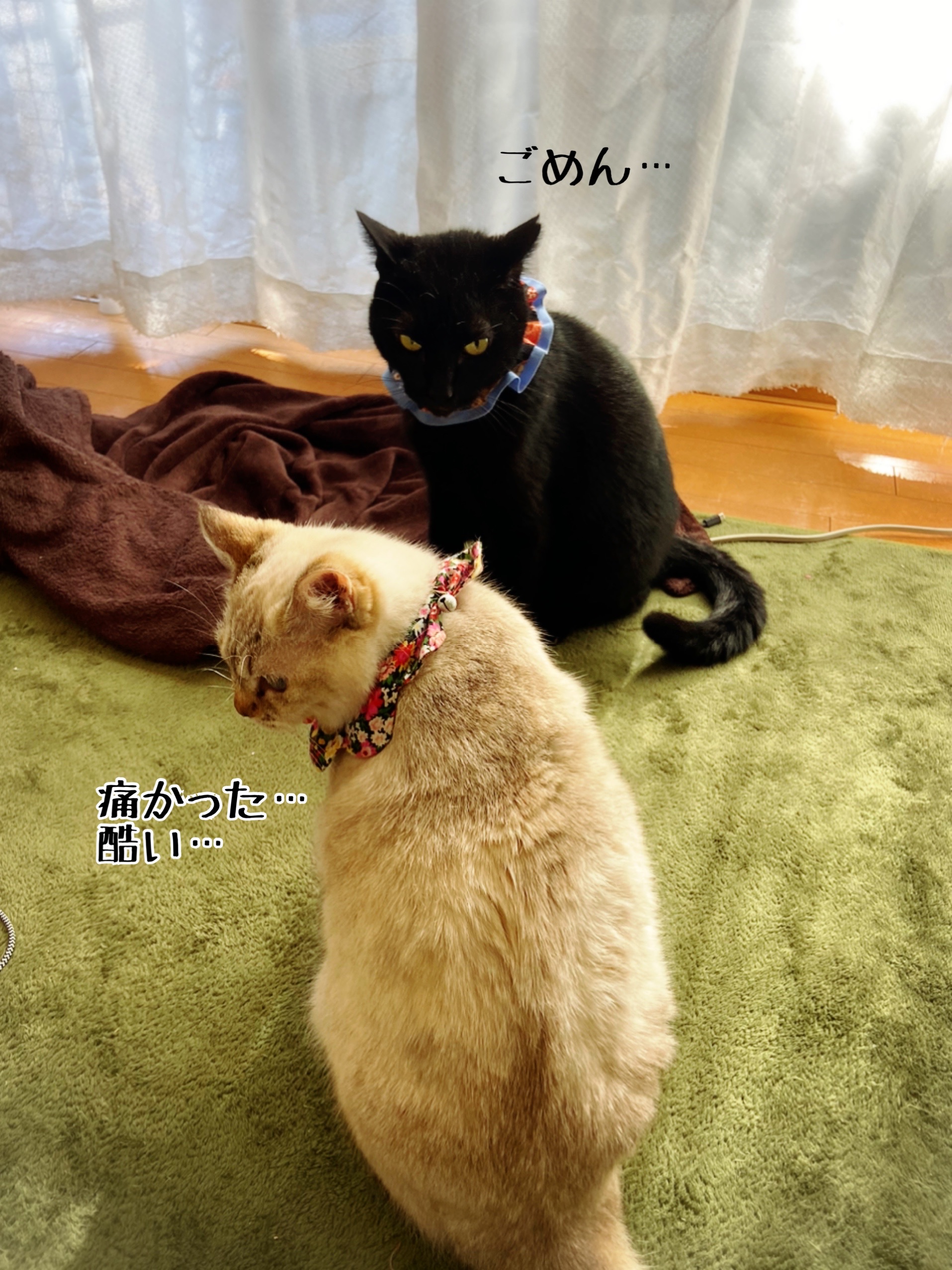 グリくんがメルは大きい子猫ちゃんだと思ってる節がある件 猫とお酒と日々のこと Powered By ライブドアブログ グリくんがメルは大きい子猫ちゃんだと思ってる節がある件 猫とお酒と日々のこと Powered By ライブドアブログ