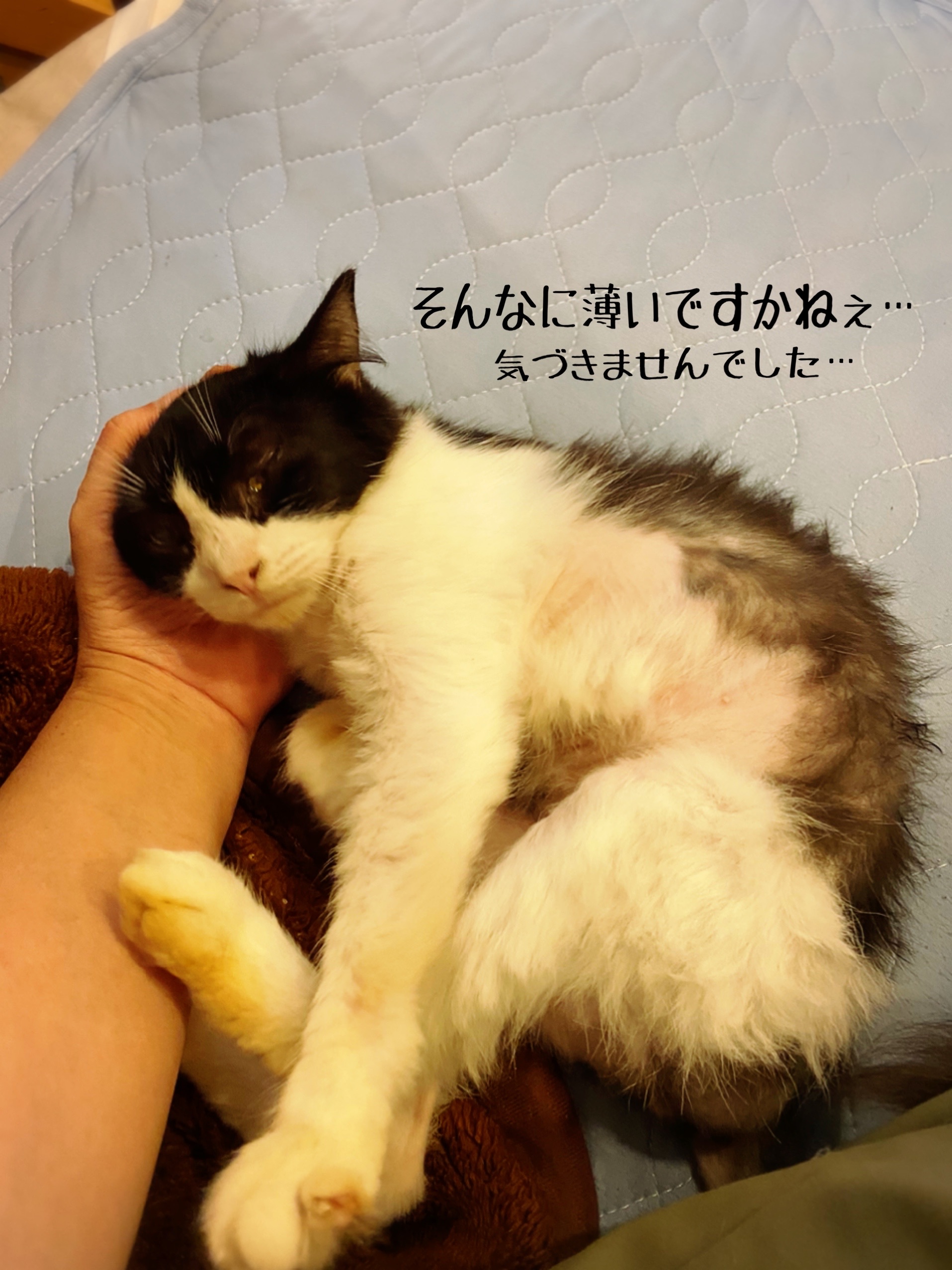 さっちゃんの心と身体のキズ 猫とお酒と日々のこと Powered By ライブドアブログ