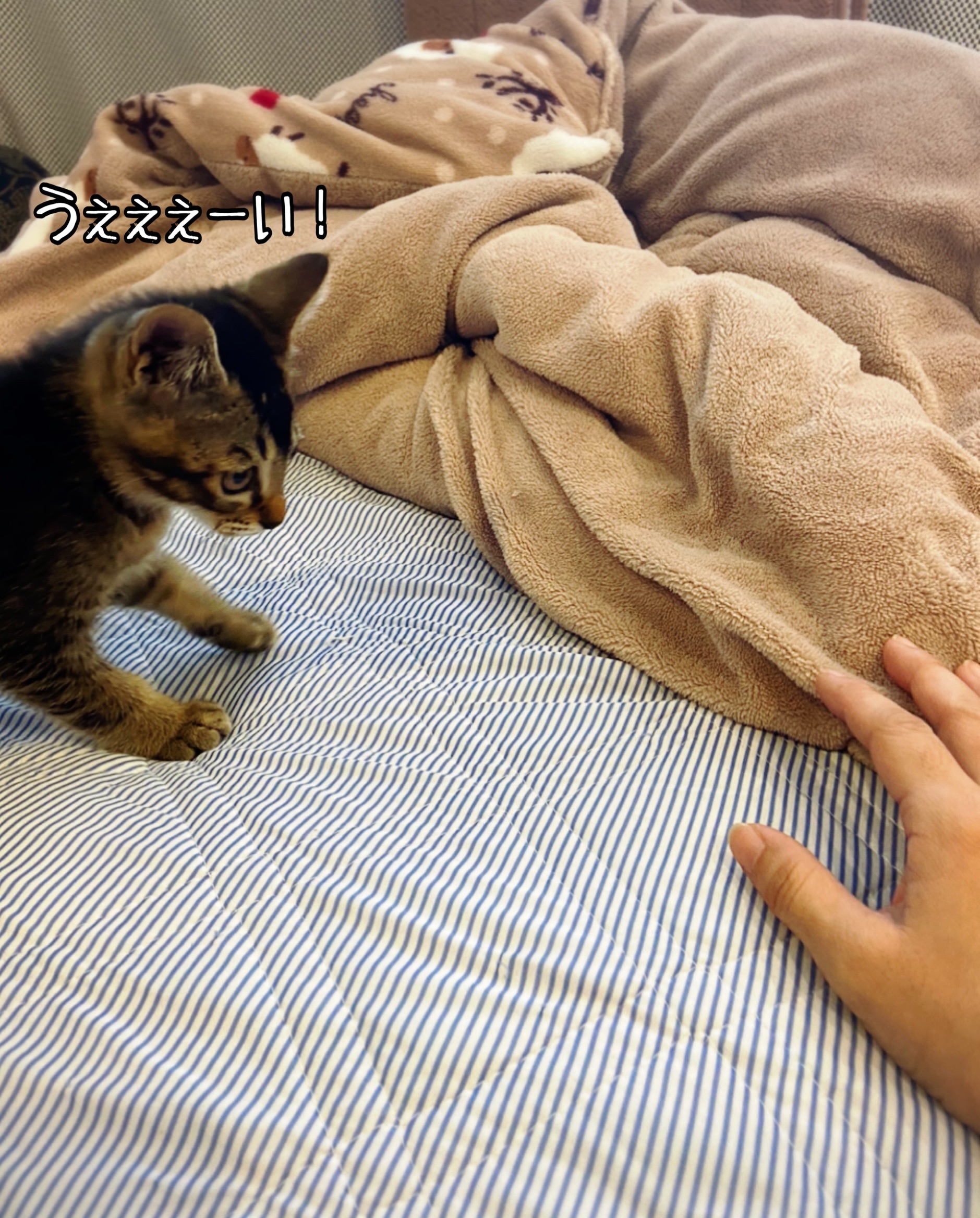 しの Vs 鳥さんケリケリ 猫とお酒と日々のこと Powered By ライブドアブログ