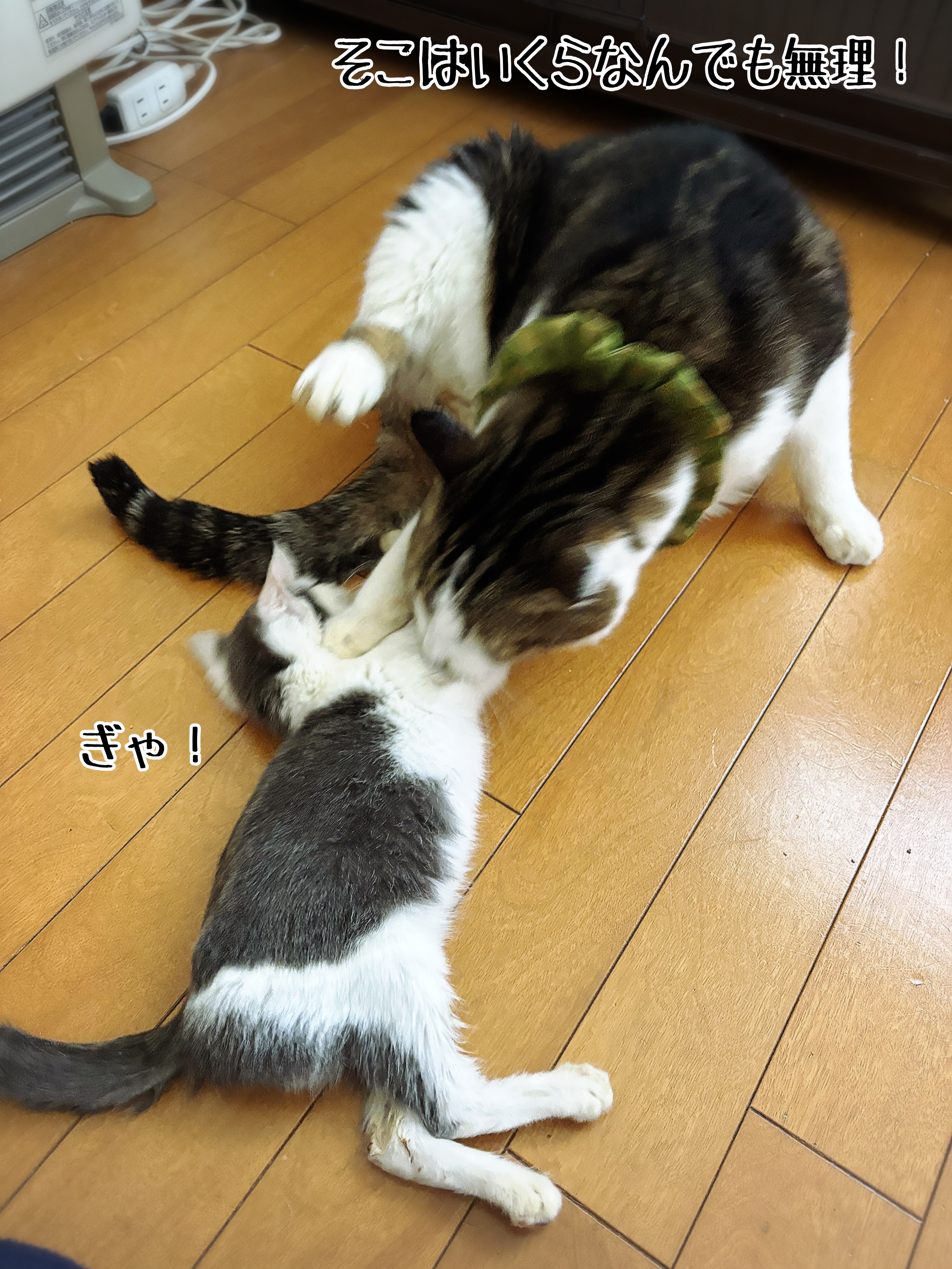 不憫系子猫もち : 猫とお酒と日々のこと Powered by ライブドア