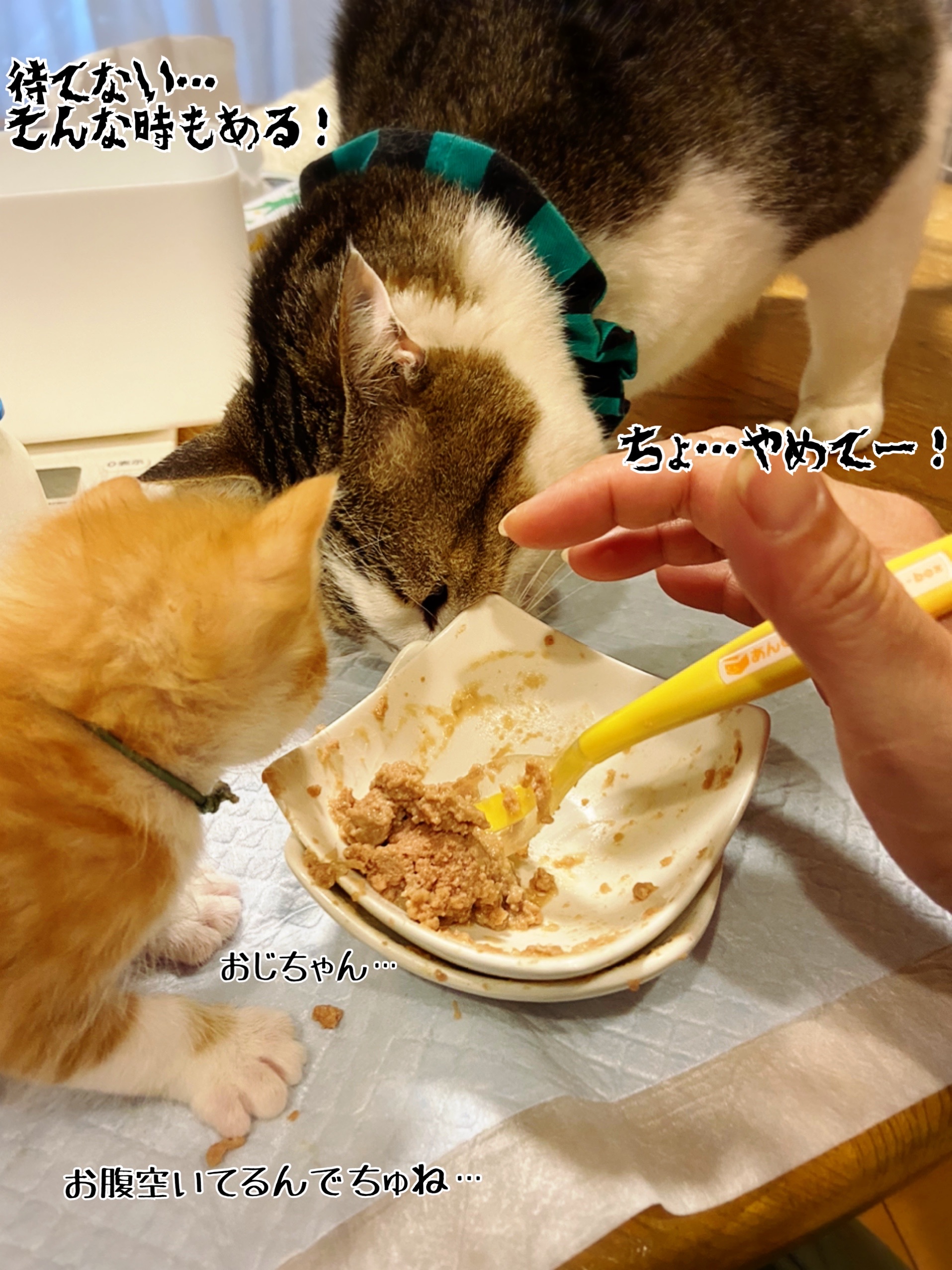 離乳食の光景 22 猫とお酒と日々のこと Powered By ライブドアブログ 離乳食の光景 22 猫とお酒と日々のこと Powered By ライブドアブログ