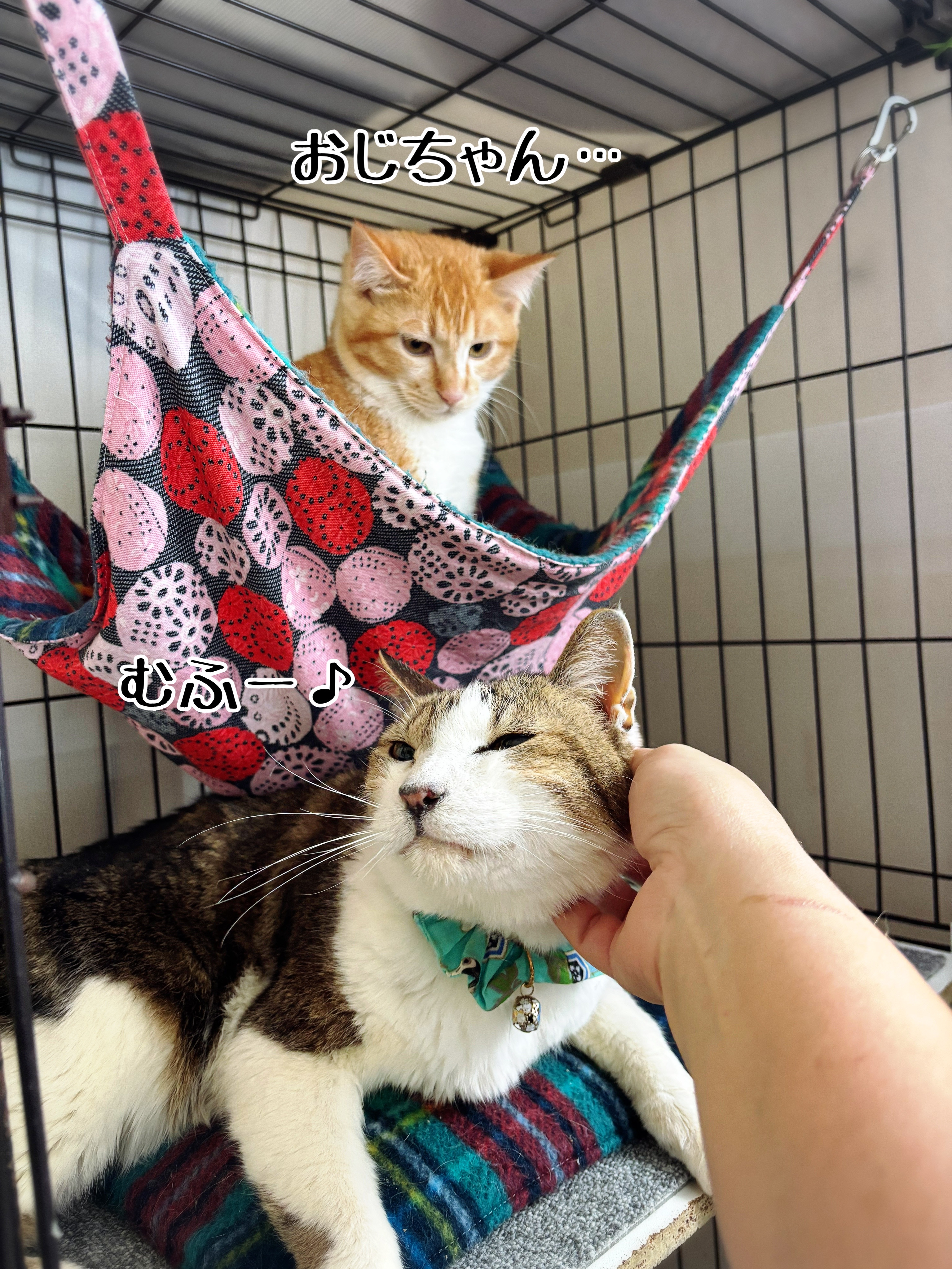 シュウさまをダシに使う。 : 猫とお酒と日々のこと Powered by