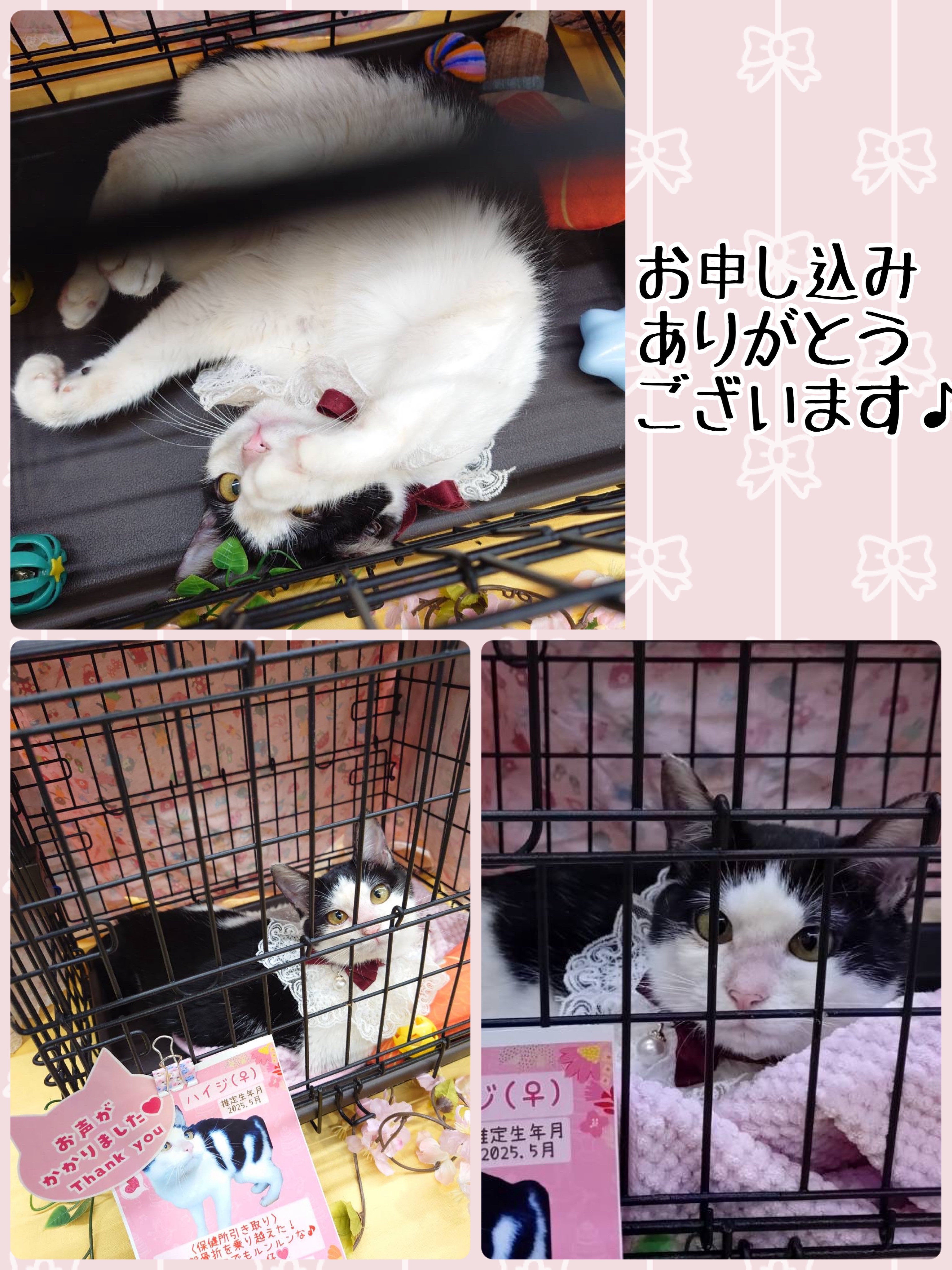 昨日は秘密結社ねこのひげ譲渡会♪ : 猫とお酒と日々のこと Powered by