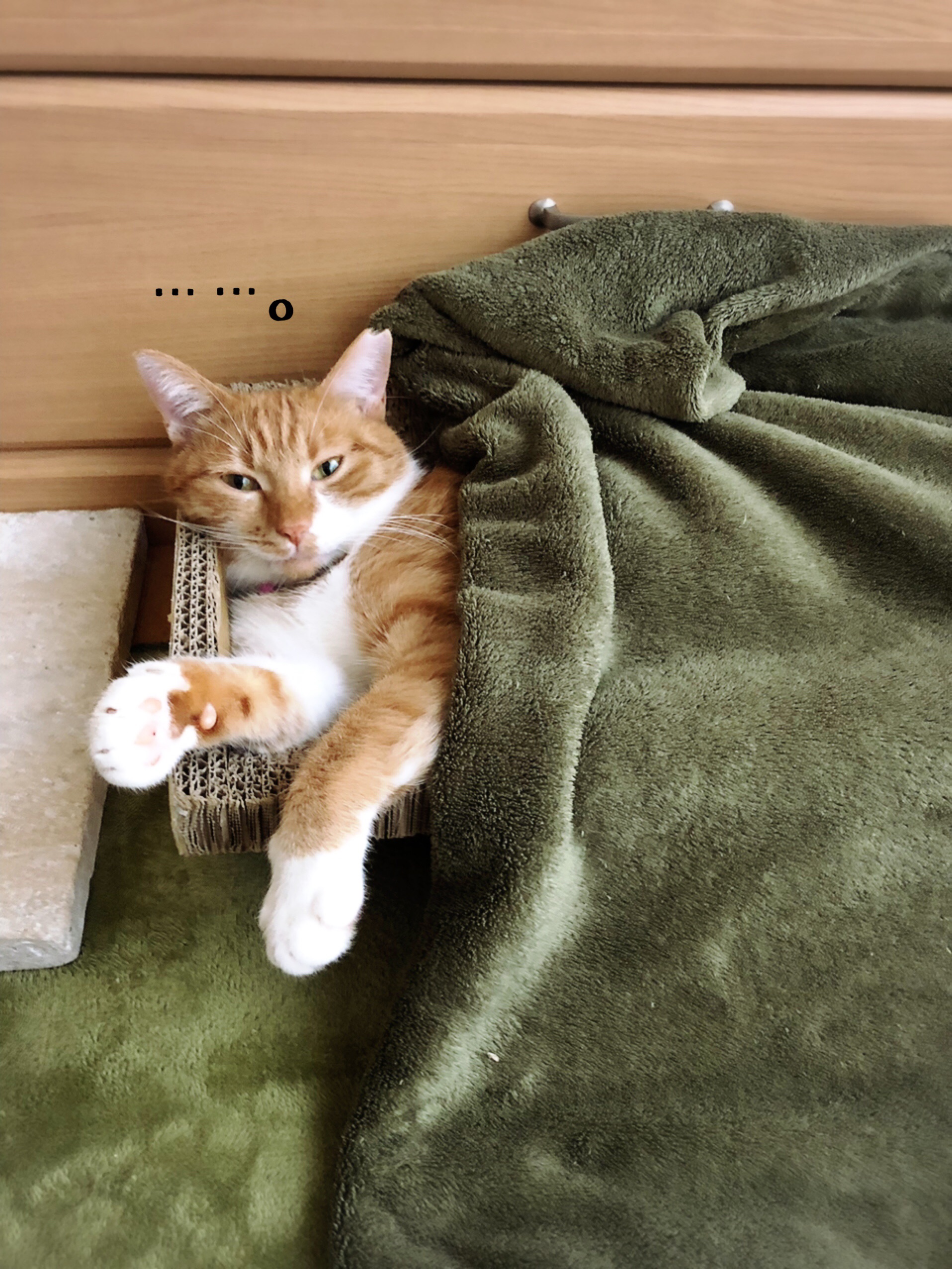 掛ける毛布は母心 猫とお酒と日々のこと Powered By ライブドアブログ