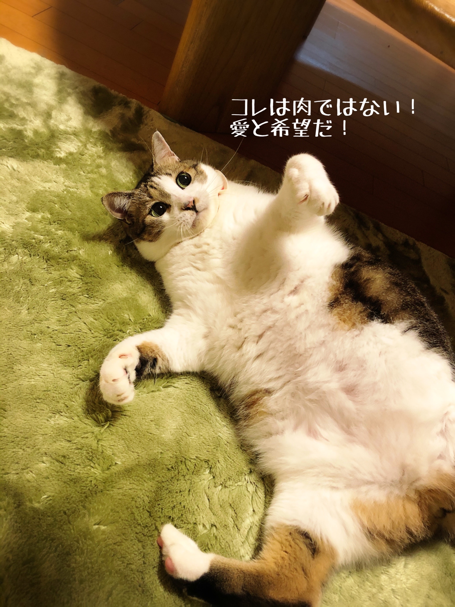 1129 いい肉球 の日 猫とお酒と日々のこと Powered By ライブドアブログ 1129 いい肉球 の日 猫とお酒と日々のこと Powered By ライブドアブログ