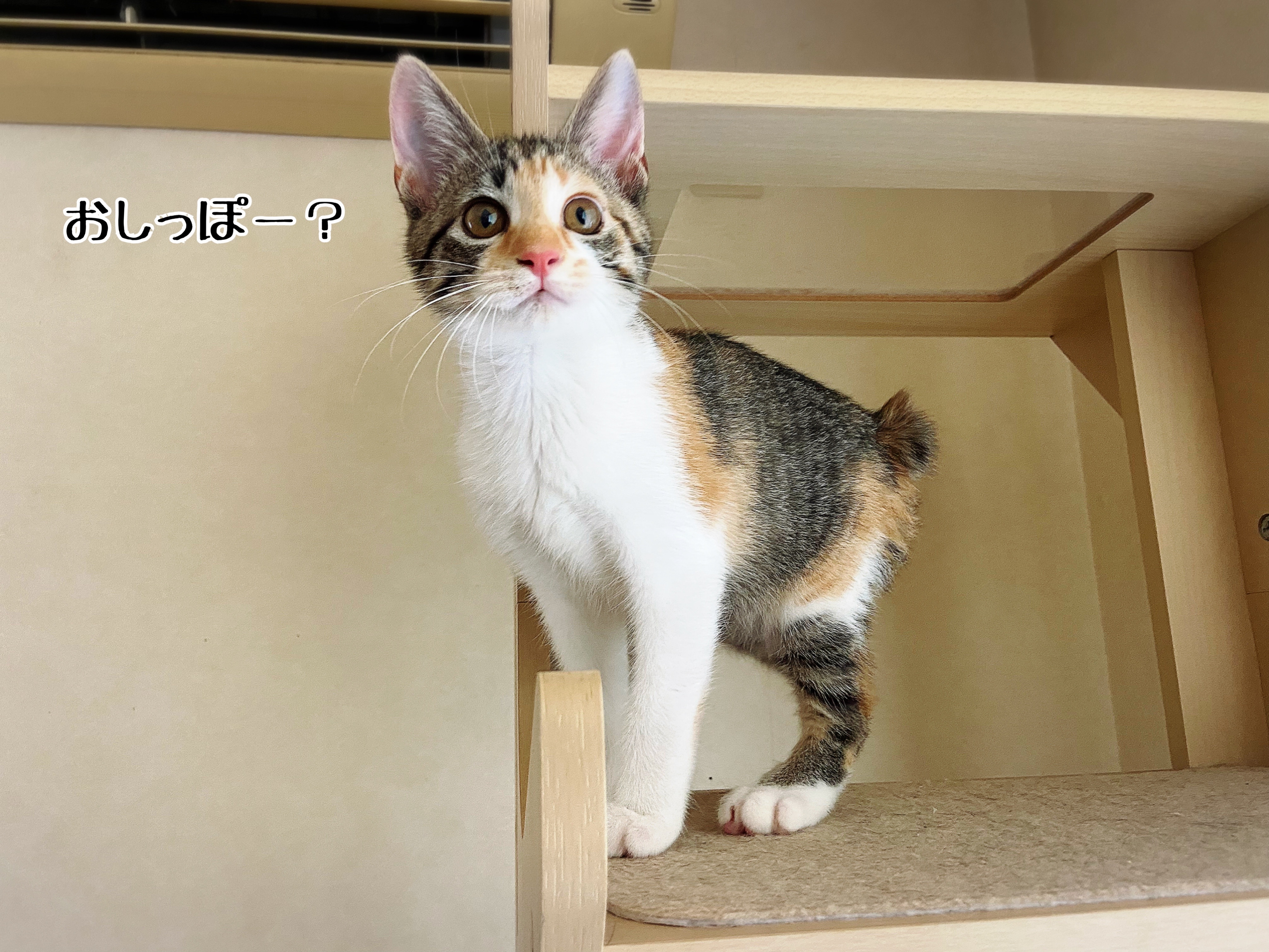 おしっぽの短い猫さま達のこと : 猫とお酒と日々のこと Powered by 