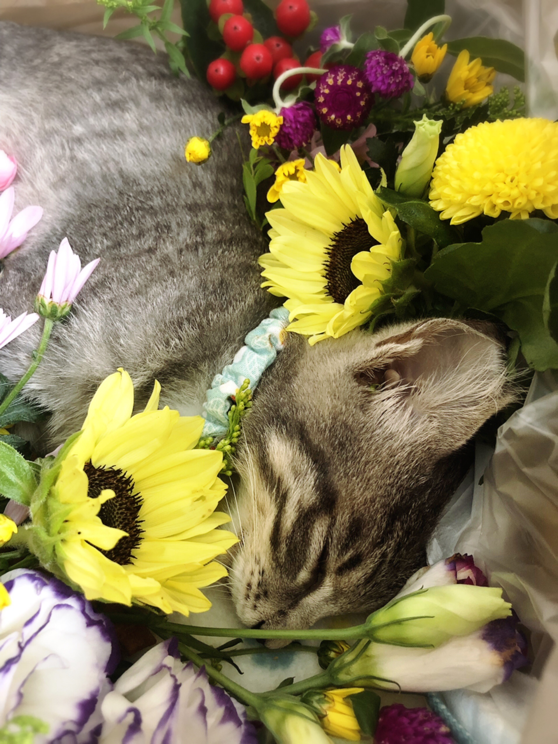 今日でメソメソはおしまい 猫とお酒と日々のこと Powered By ライブドアブログ