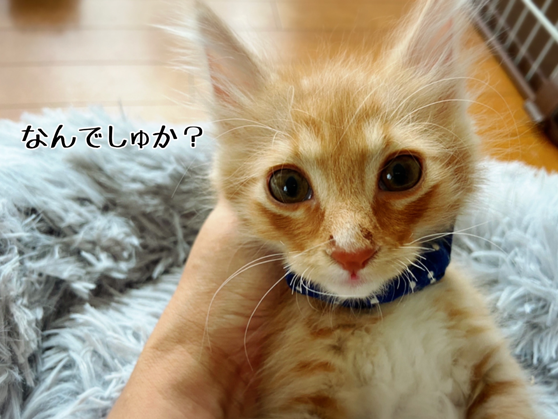 んあああああ いつから こーなった 猫とお酒と日々のこと Powered By ライブドアブログ