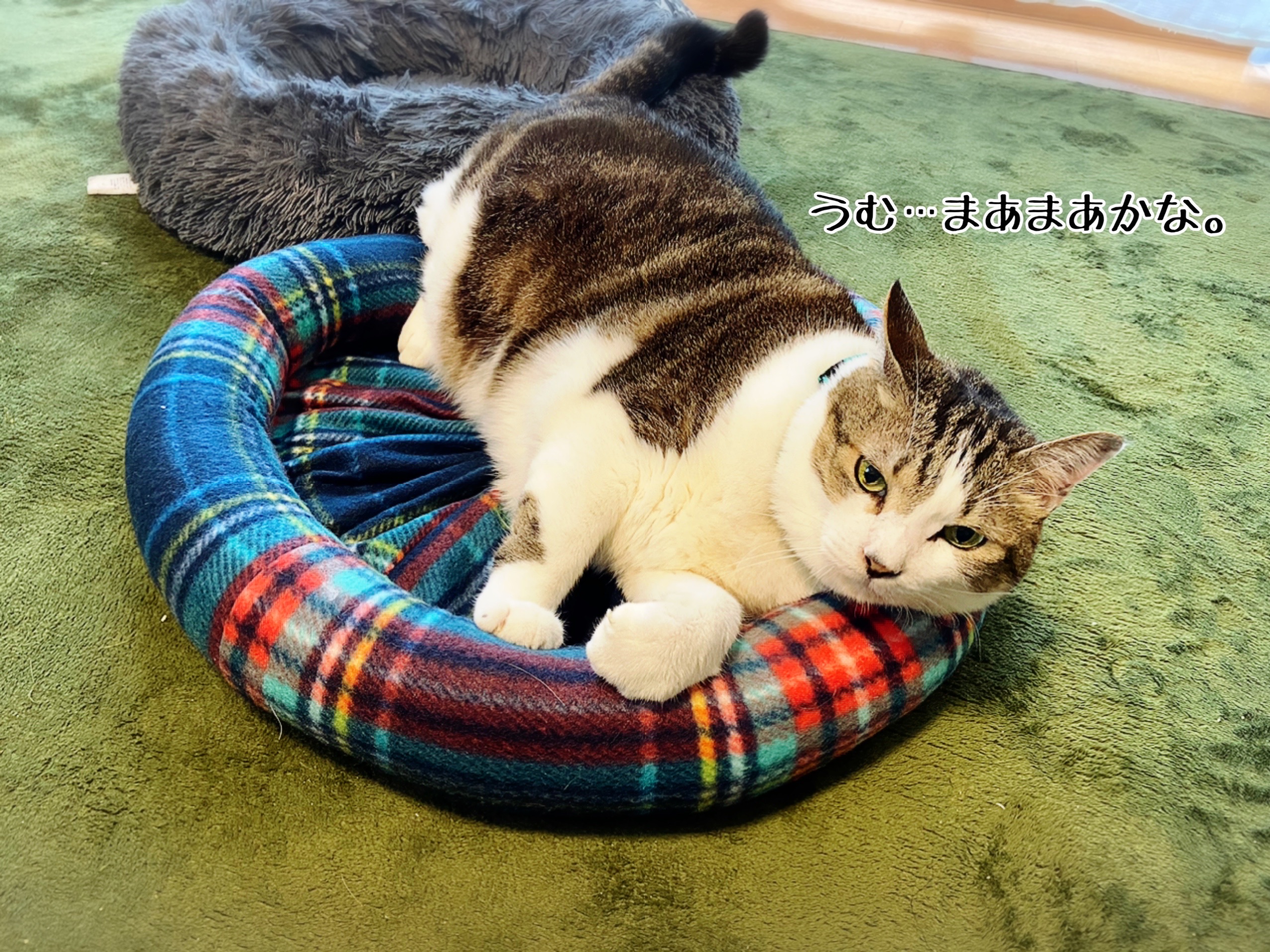猫ちゃん用ベッド＊ハンドメイド