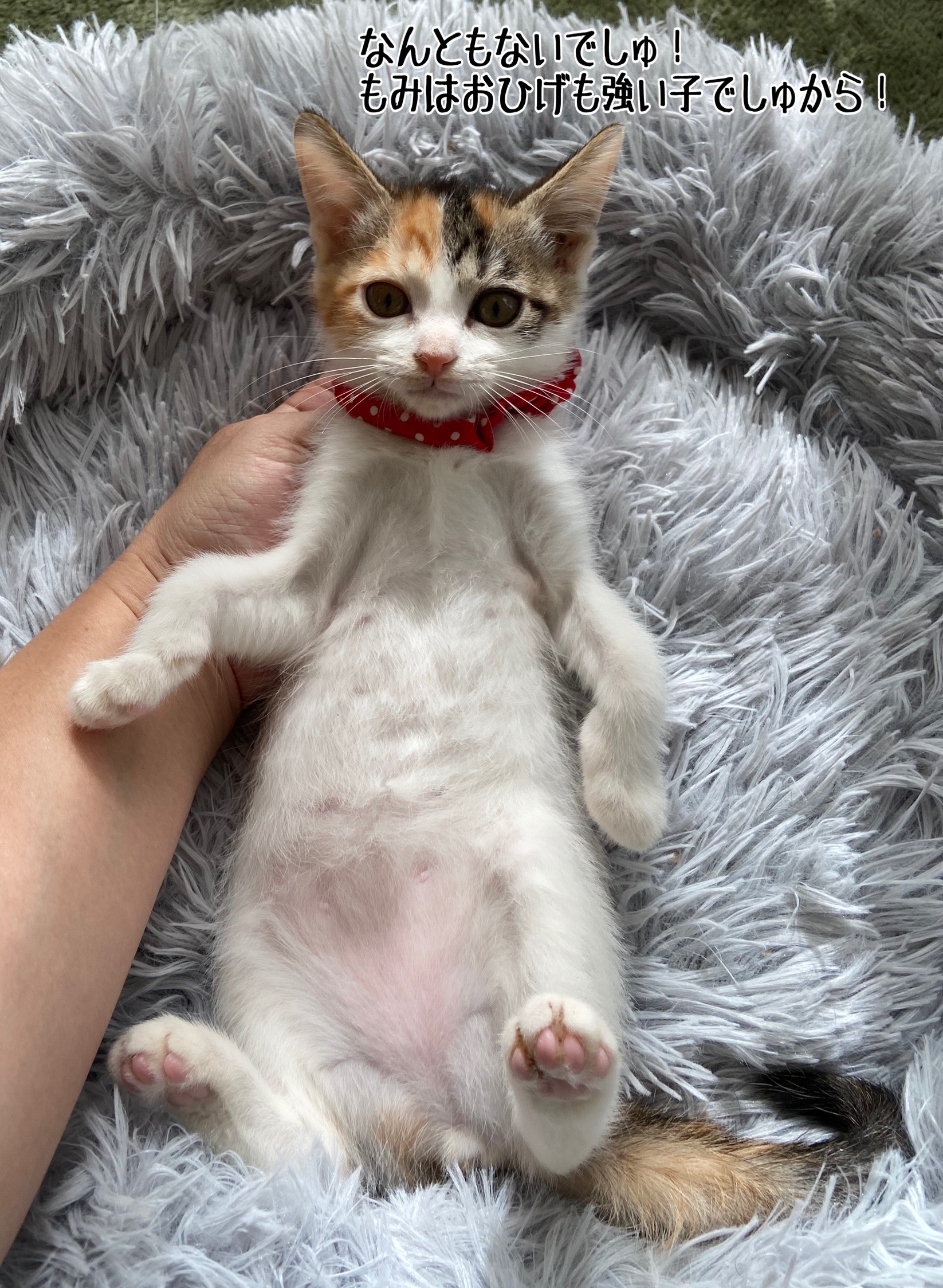 んあああああ いつから こーなった 猫とお酒と日々のこと Powered By ライブドアブログ