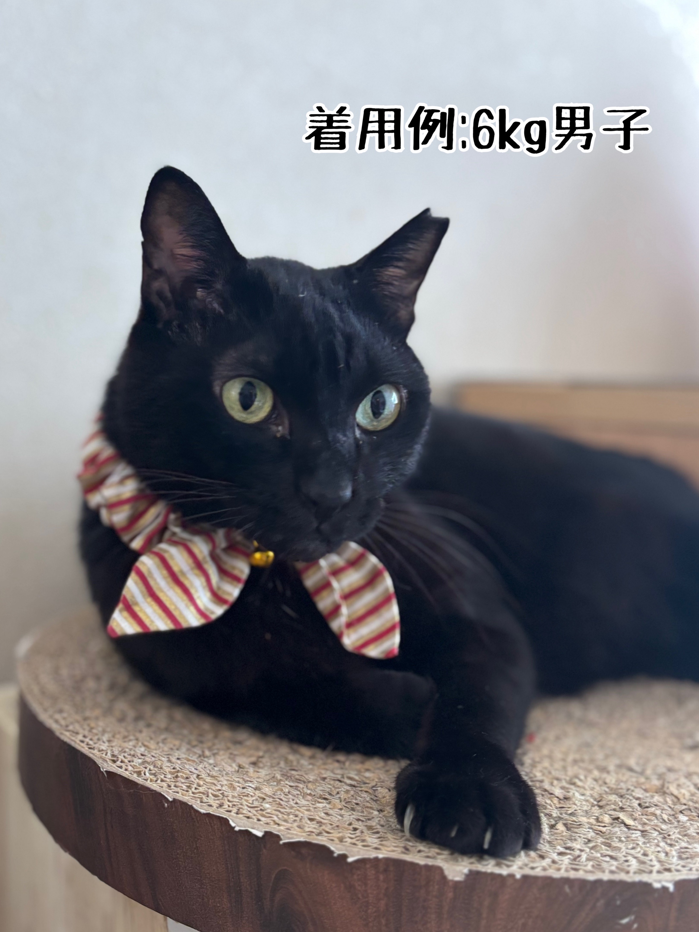 微回復シュウさま♪ご心配感謝。 : 猫とお酒と日々のこと Powered by