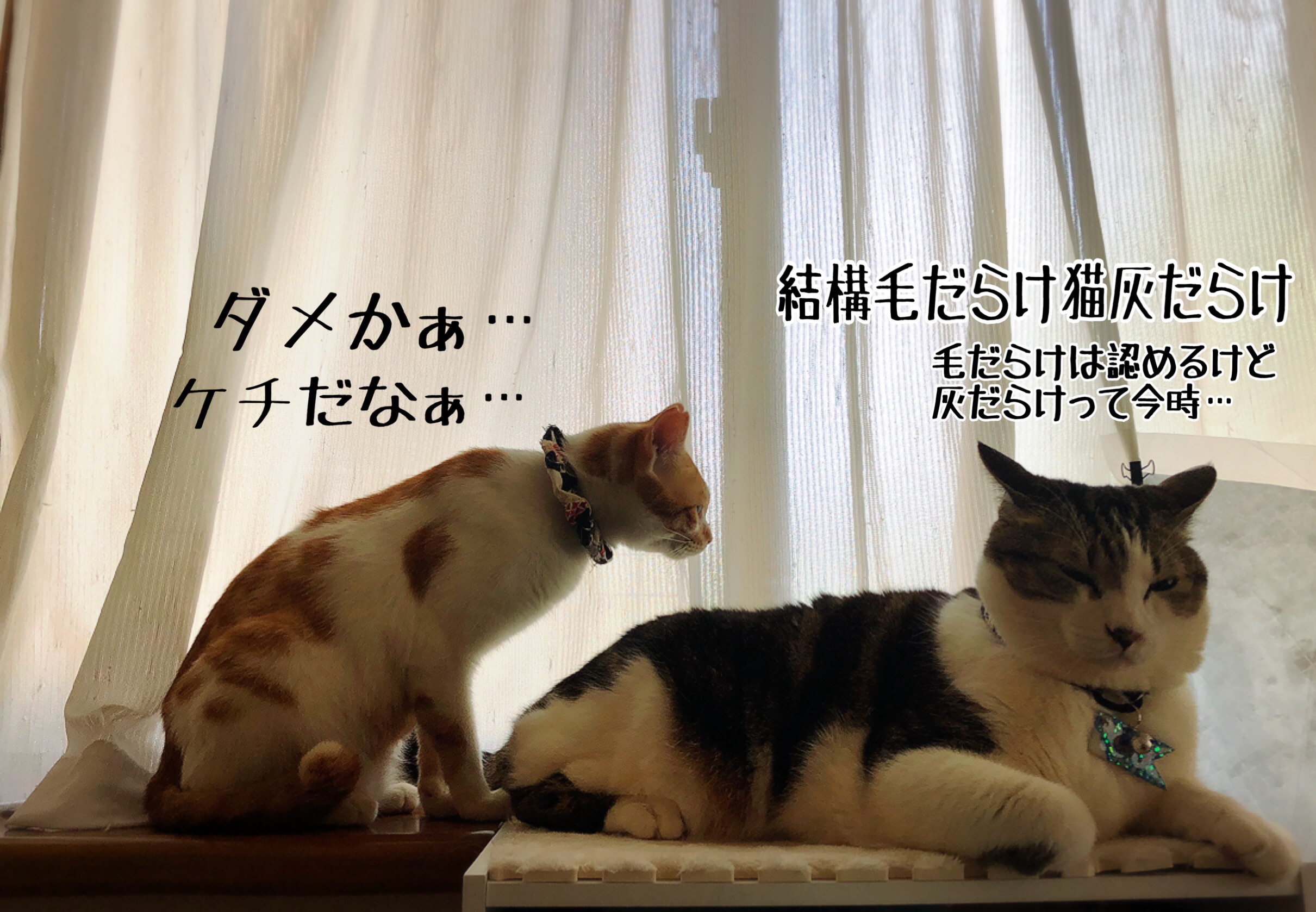 四つ葉くんのお気に入り 猫とお酒と日々のこと Powered By ライブドアブログ