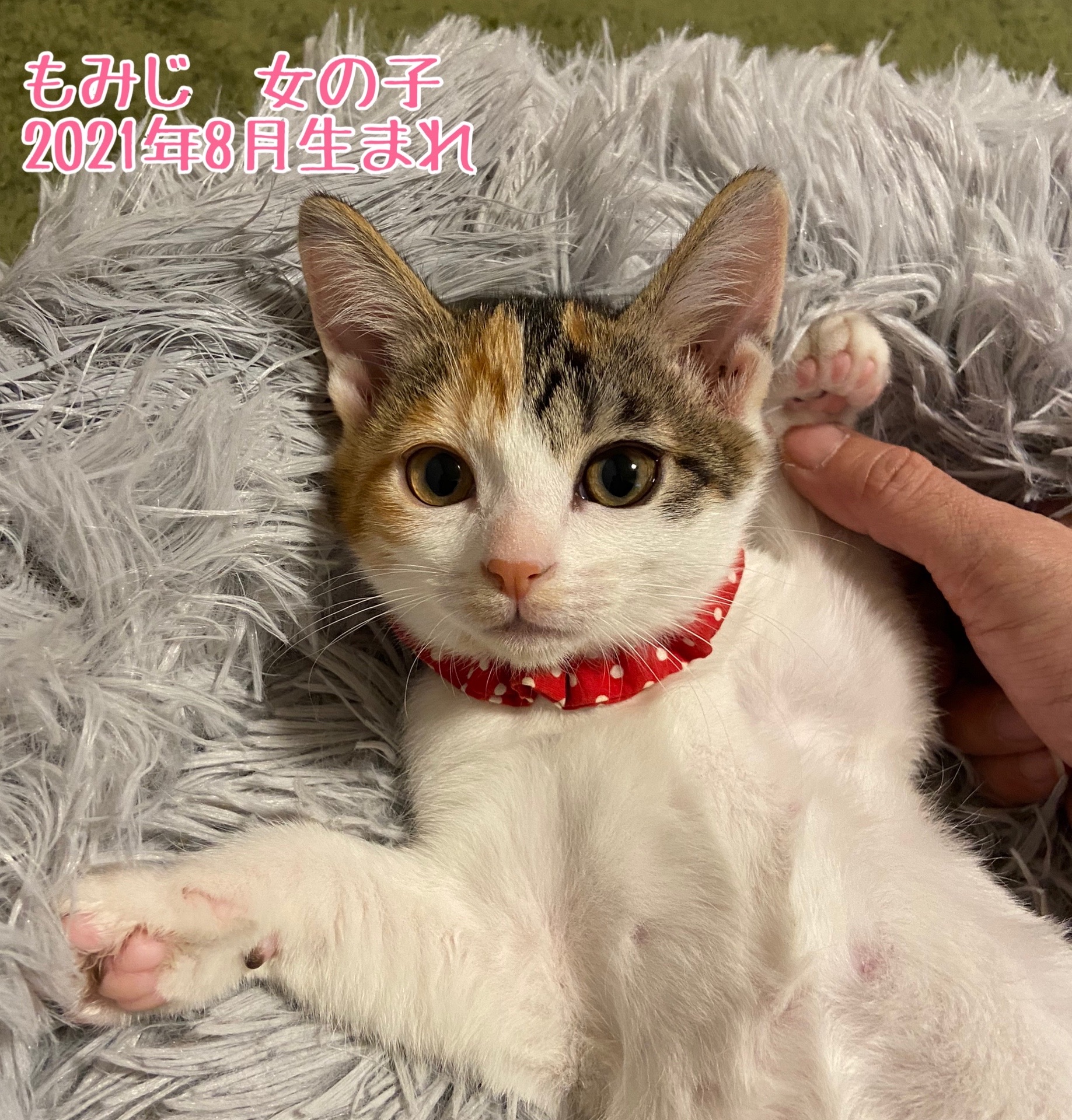 巣立ちの歌☆紅葉 : 猫とお酒と日々のこと Powered by