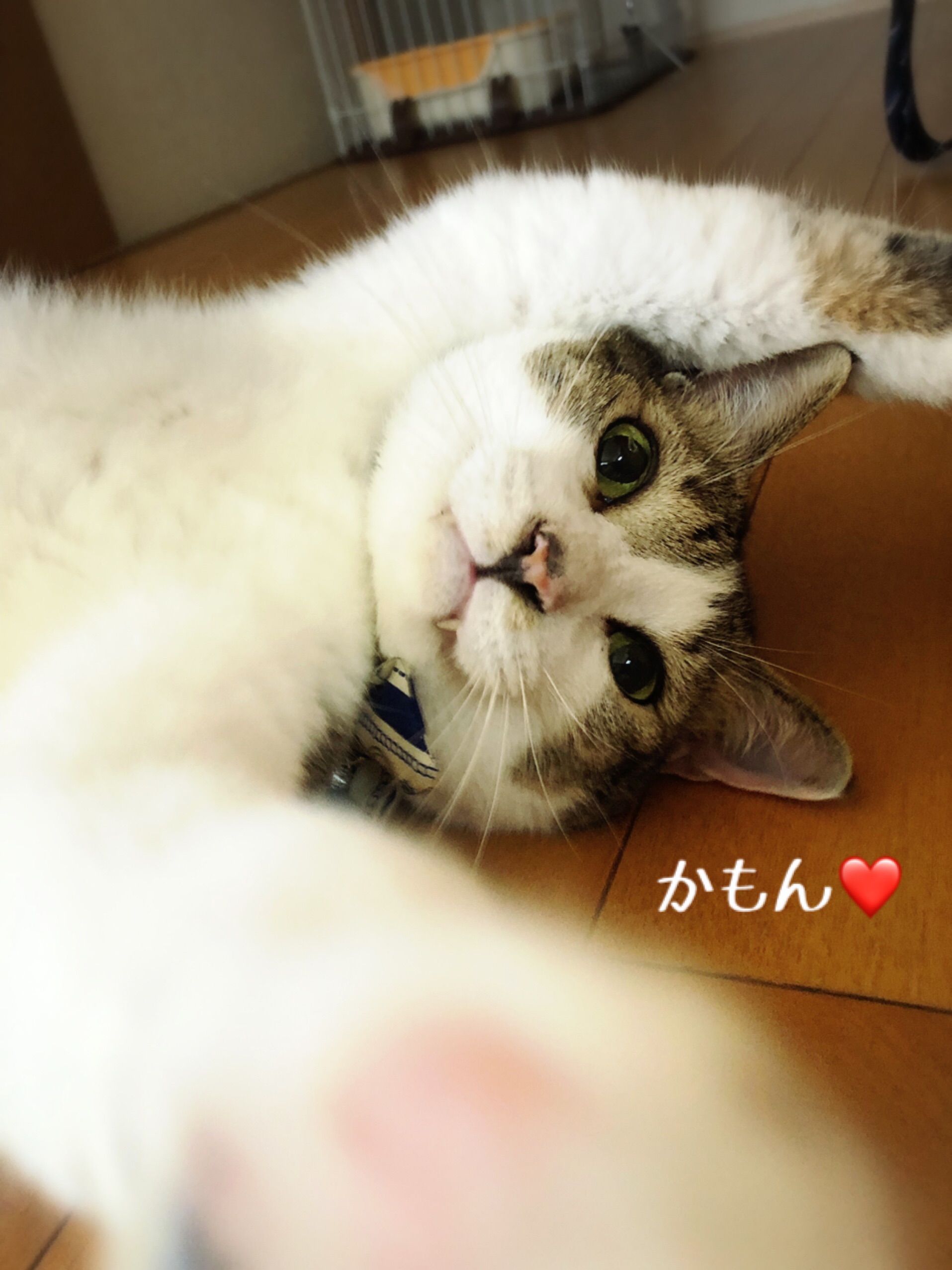 本日、世界猫の日♪ : 猫とお酒と日々のこと Powered by ライブドアブログ