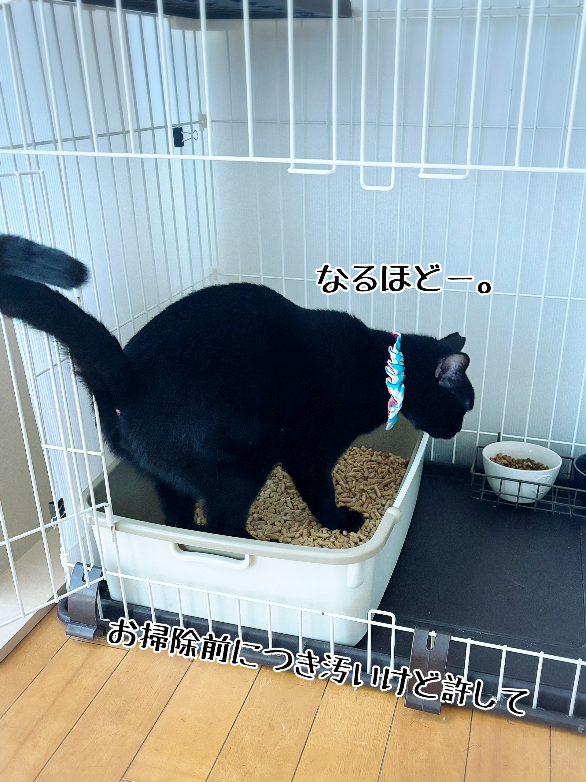 お迎えご準備の参考に。(1)ケージ、トイレ : 猫とお酒と日々のこと 