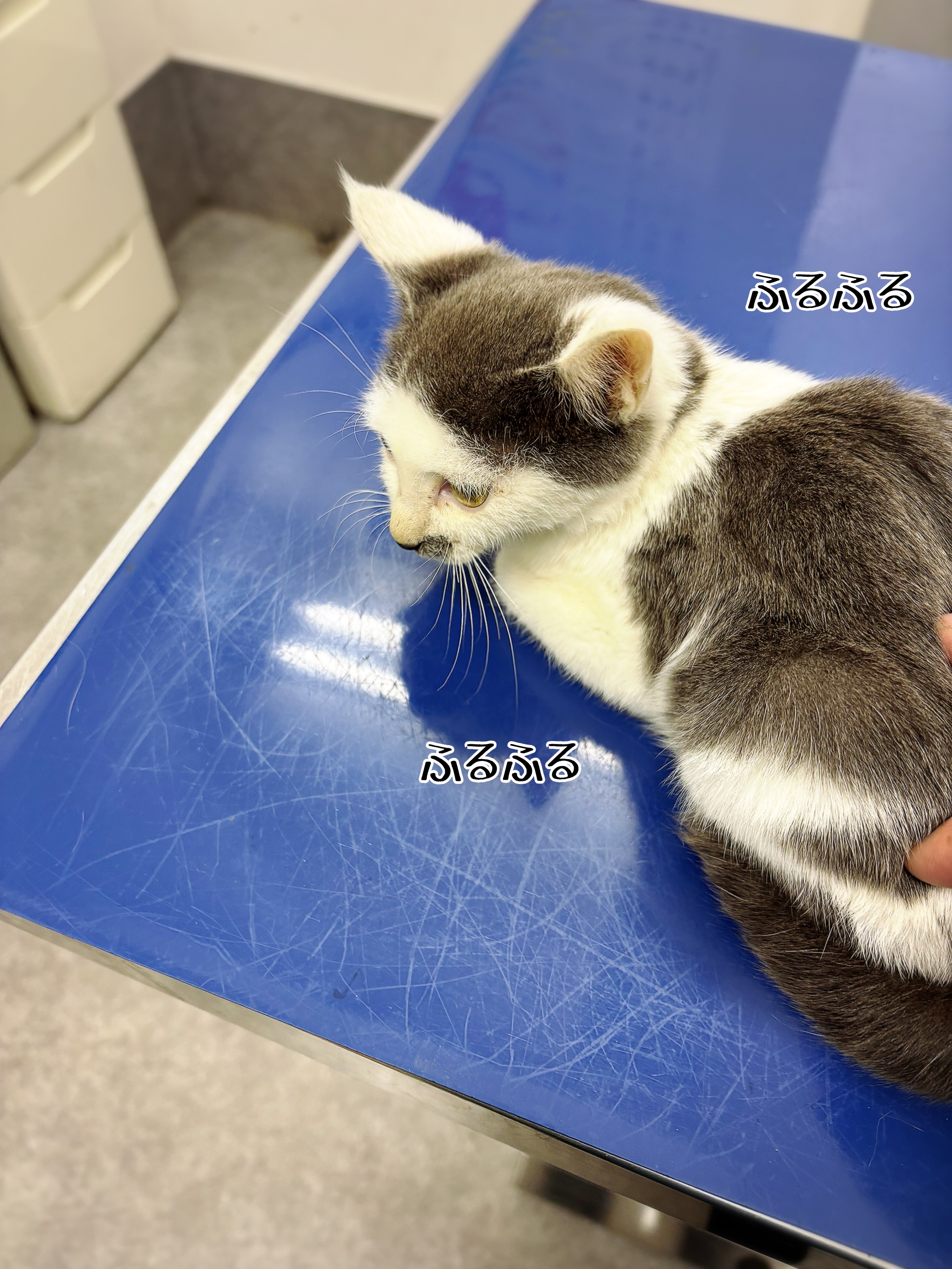 もちくんが…入院しちゃった。 : 猫とお酒と日々のこと Powered