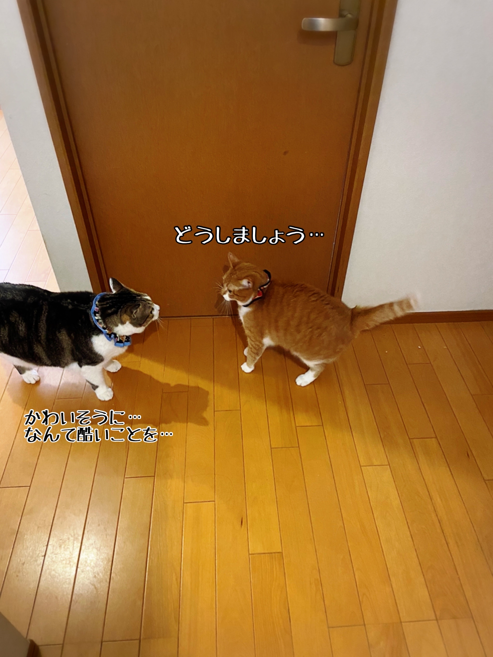 結局のところlove Peace 猫とお酒と日々のこと Powered By ライブドアブログ 結局のところlove Peace 猫とお酒と日々のこと Powered By ライブドアブログ