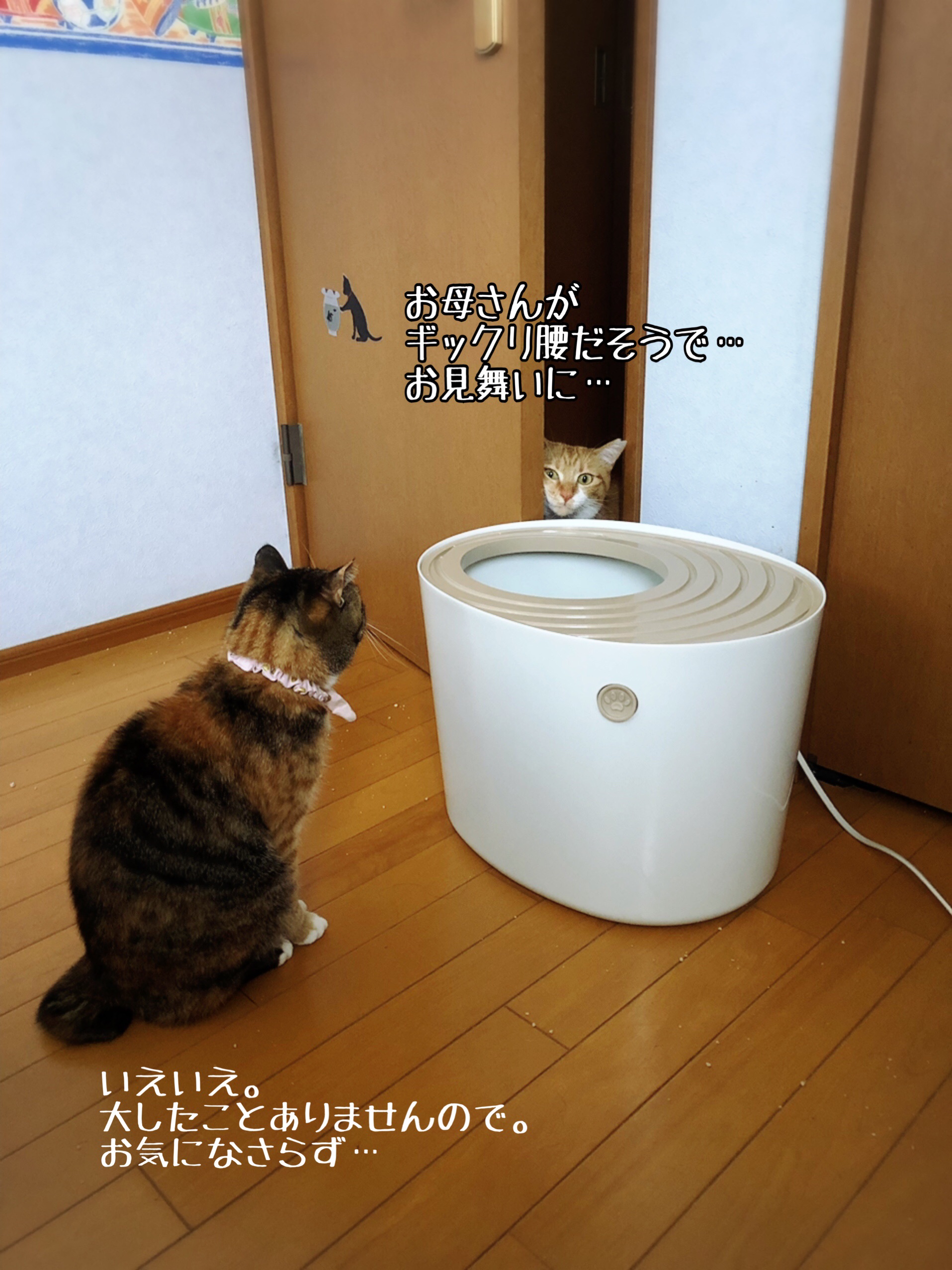 お見舞い 猫とお酒と日々のこと Powered By ライブドアブログ