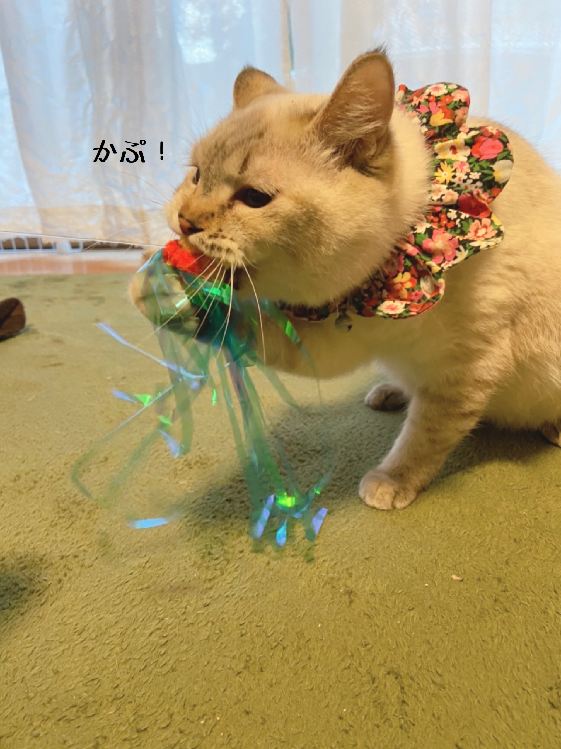 すっぽんのメル 猫とお酒と日々のこと Powered By ライブドアブログ
