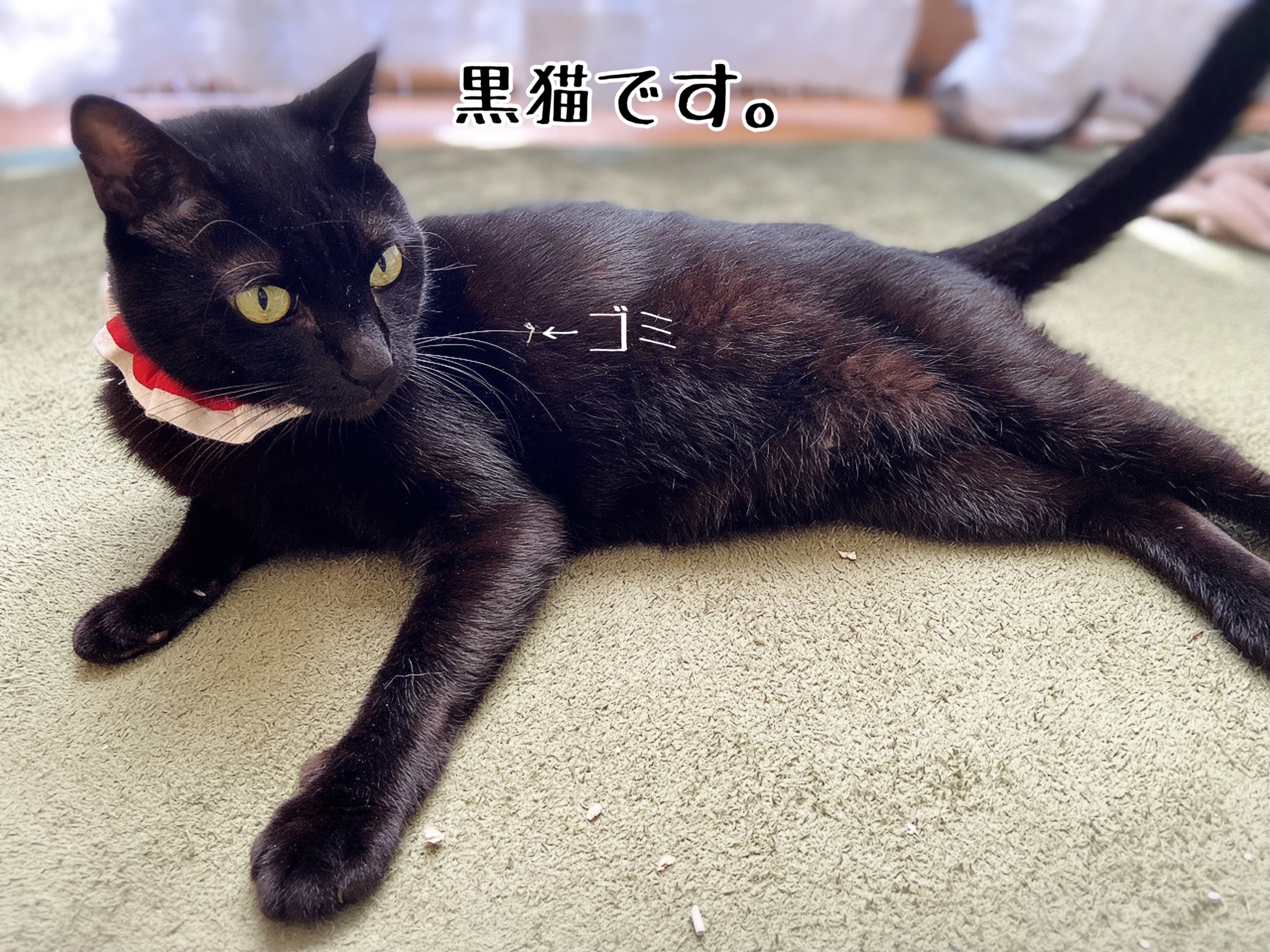 古今東西 黒猫伝説 グリくん 猫とお酒と日々のこと Powered By ライブドアブログ 古今東西 黒猫伝説 グリくん 猫とお酒と日々のこと Powered By ライブドアブログ