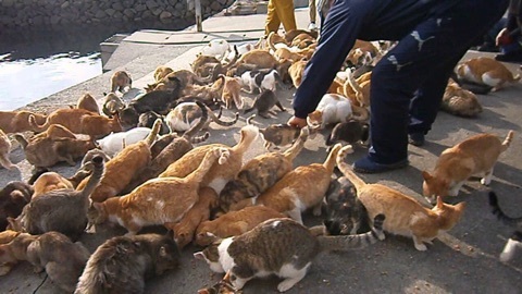 猫の島 人の島 夢の島 猫とお酒と日々のこと Powered By ライブドアブログ