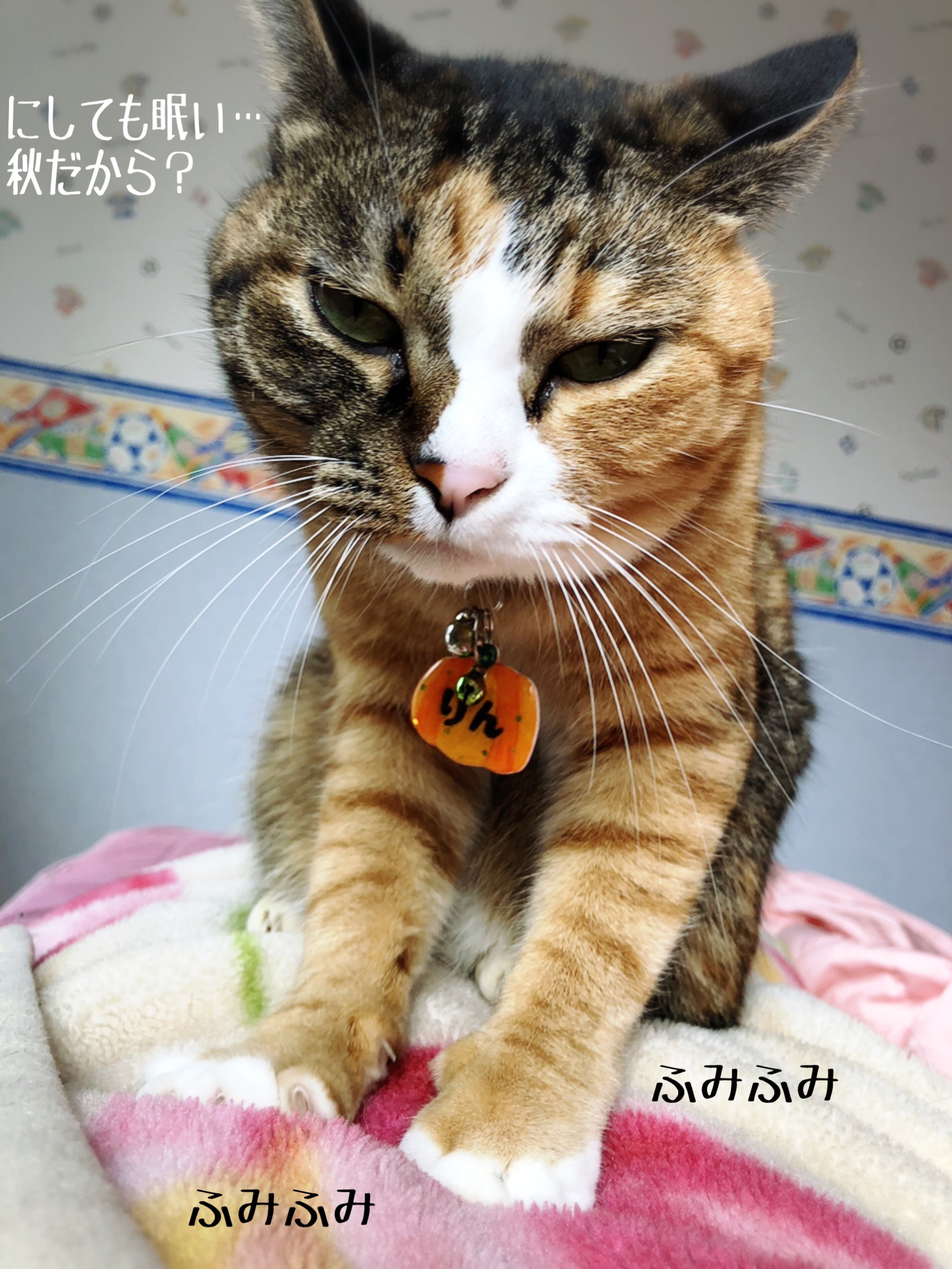 寝起きのオンナはみんなブス 猫とお酒と日々のこと Powered By ライブドアブログ 寝起きのオンナはみんなブス 猫とお酒と日々のこと Powered By ライブドアブログ