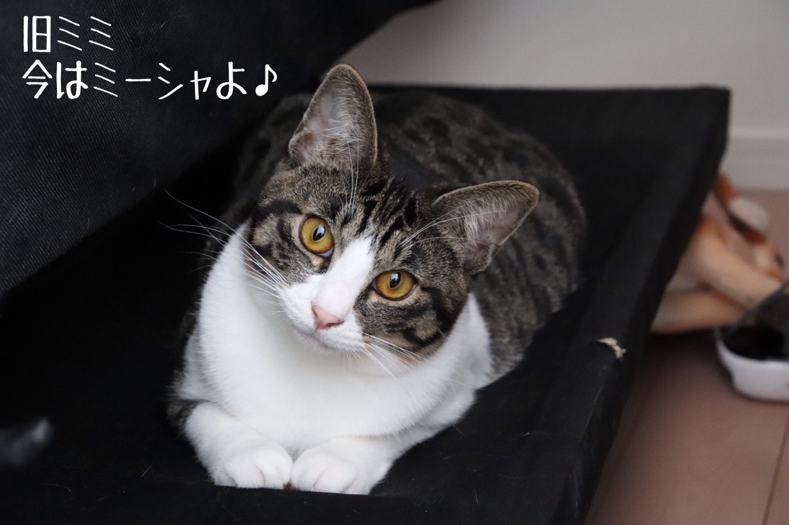 幸せ便り 旧ココ旧ミミ 猫とお酒と日々のこと Powered By ライブドアブログ 幸せ便り 旧ココ旧ミミ 猫とお酒と日々のこと Powered By ライブドアブログ