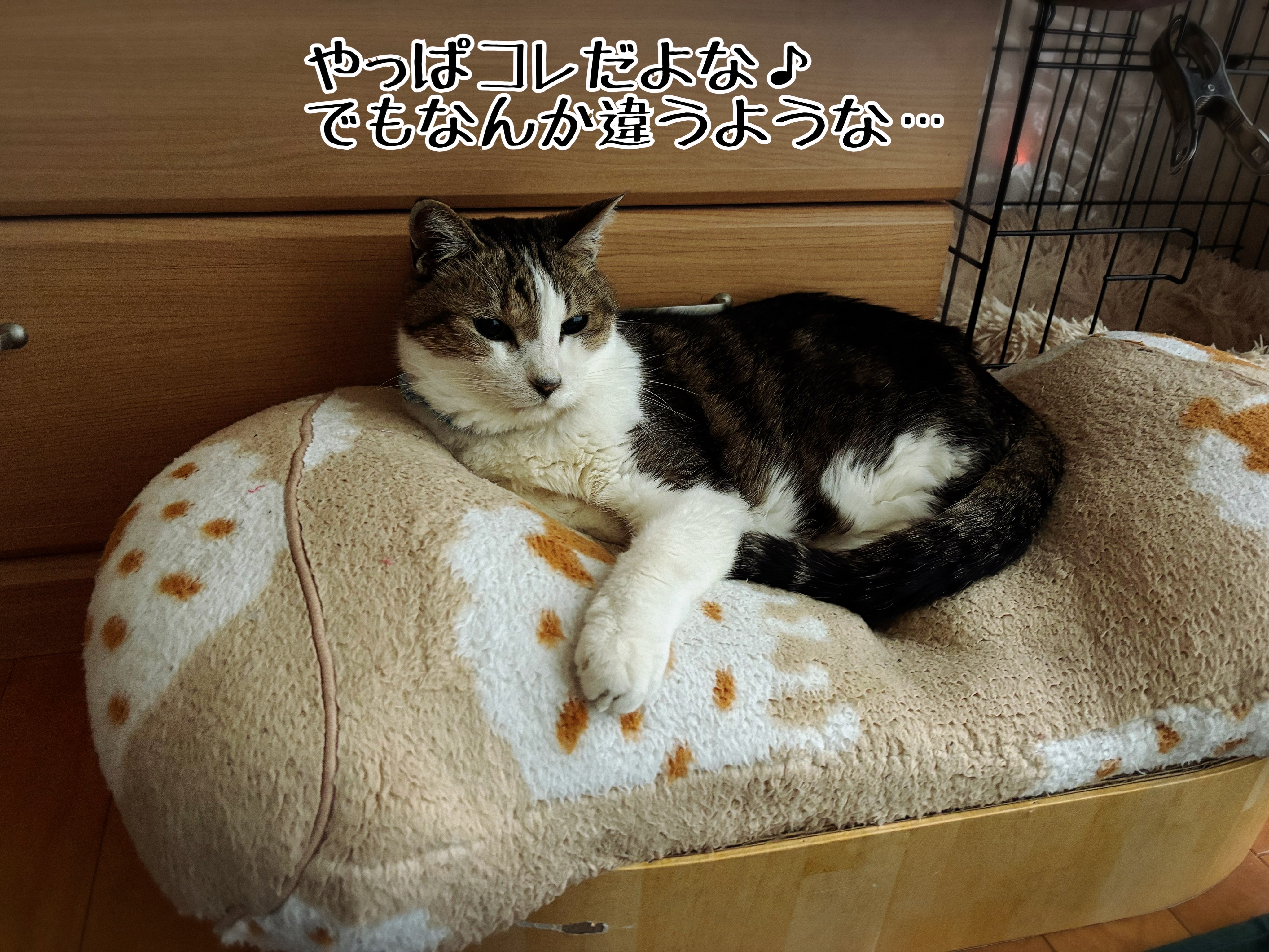 シュウさま専用ページ 猫さまからしたら大きなお世話 : 猫とお酒と日々のこと Powered by