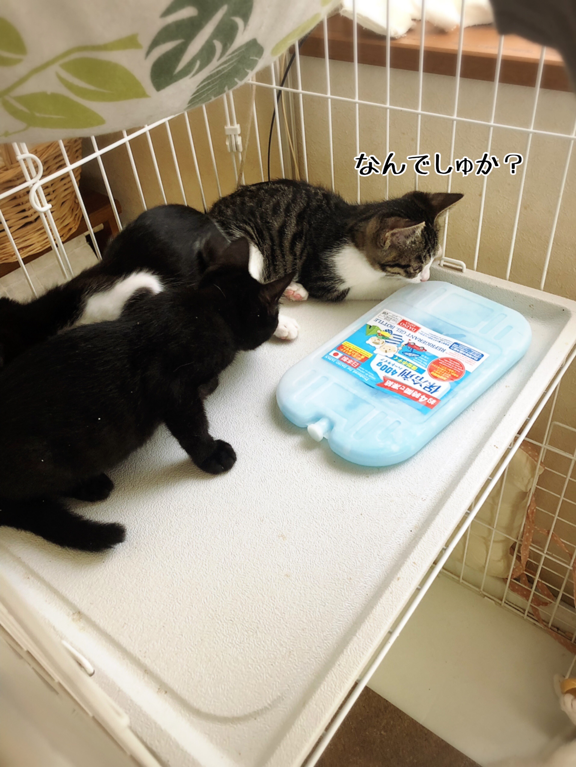 暑さに負けた いえ油断に負けた 猫とお酒と日々のこと Powered By ライブドアブログ