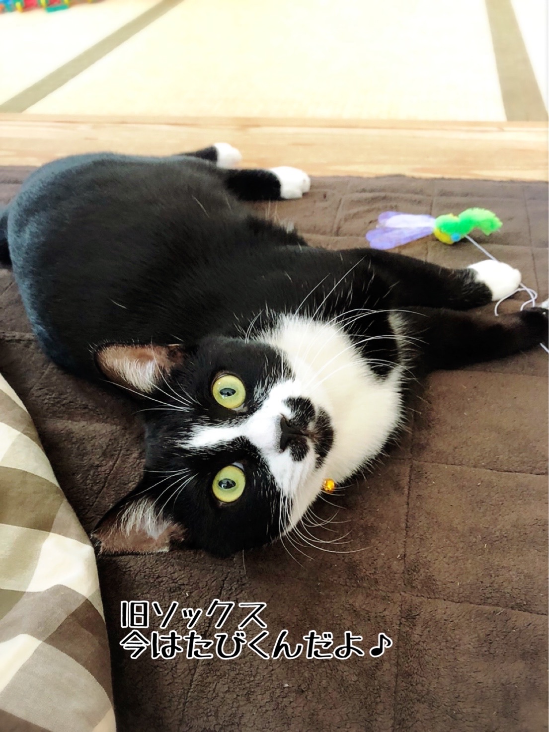 幸せ便り 旧ソックス 猫とお酒と日々のこと Powered By ライブドアブログ 幸せ便り 旧ソックス 猫とお酒と日々のこと Powered By ライブドアブログ