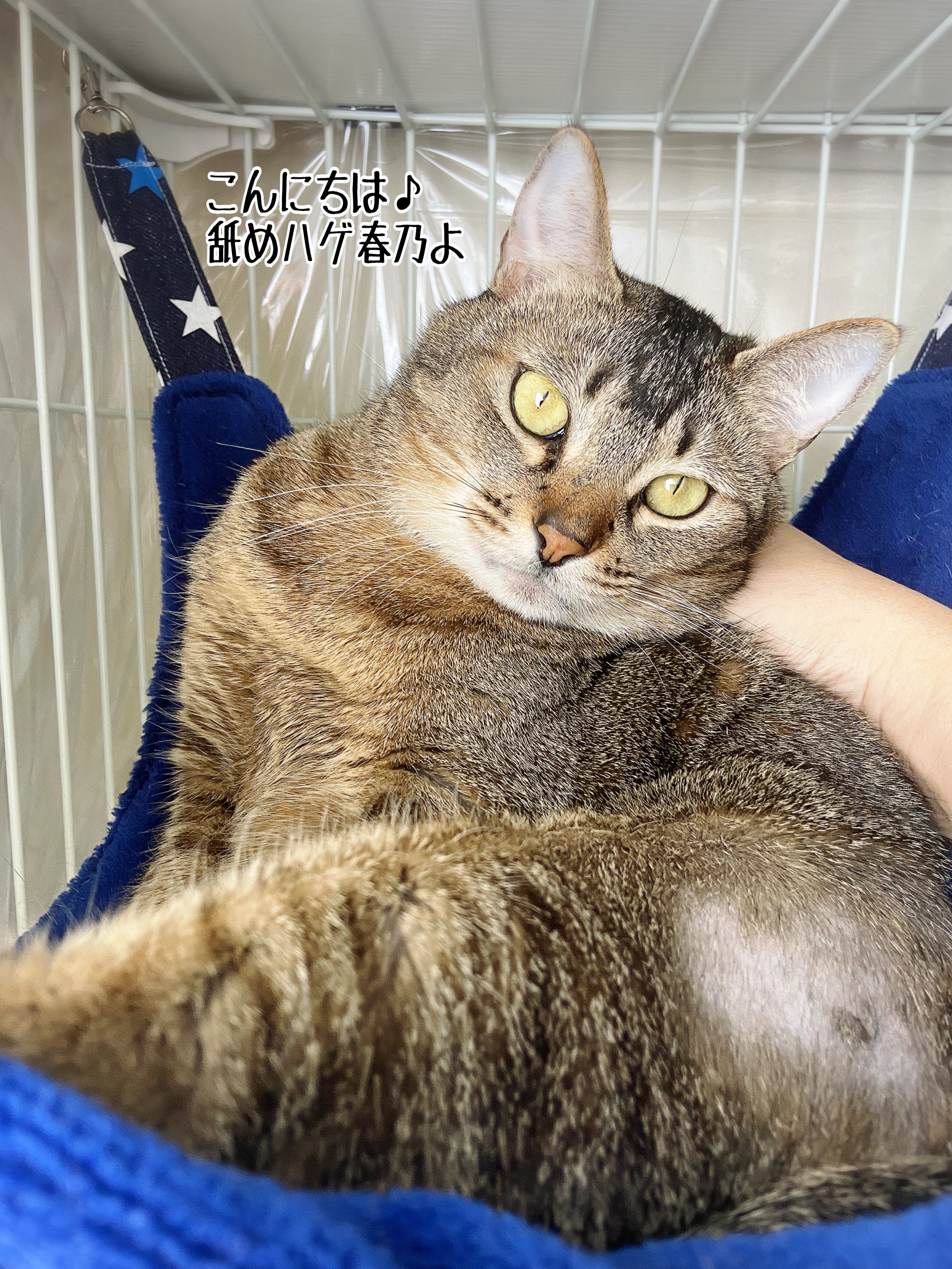 はげねこさん専用-