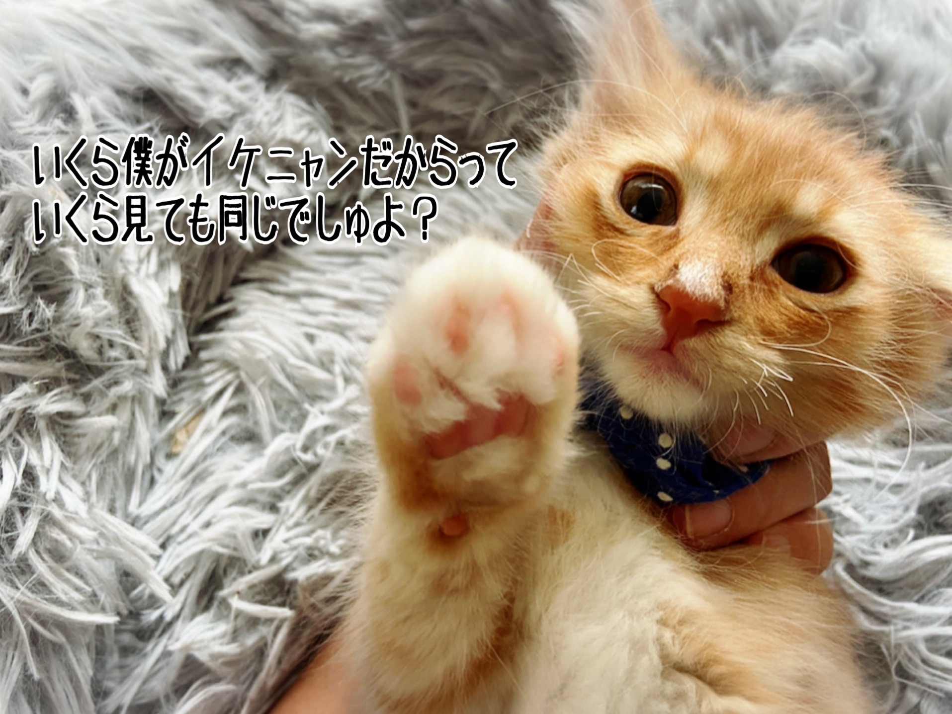 んあああああ いつから こーなった 猫とお酒と日々のこと Powered By ライブドアブログ