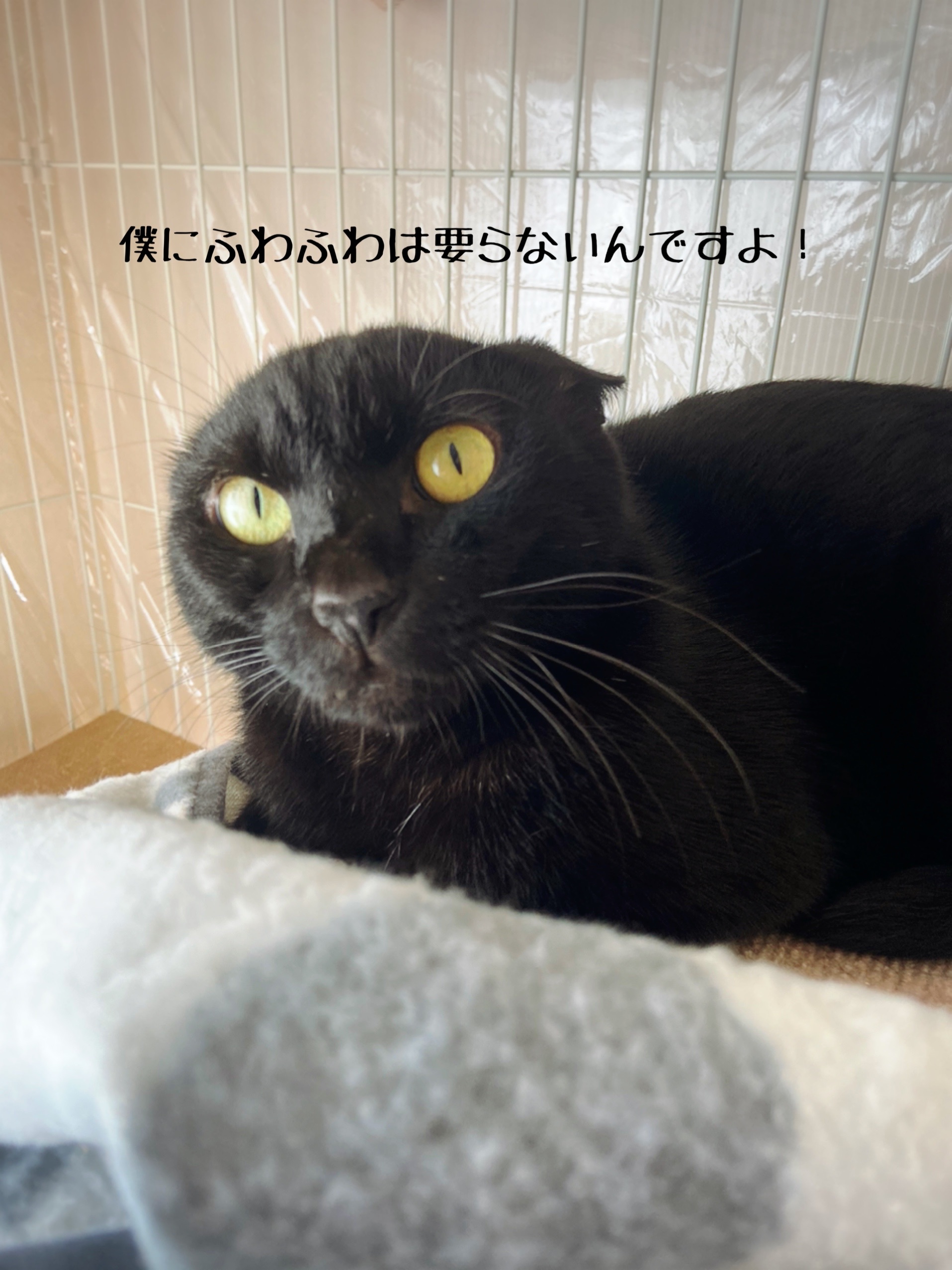 ふわふわ嫌い 猫とお酒と日々のこと Powered By ライブドアブログ