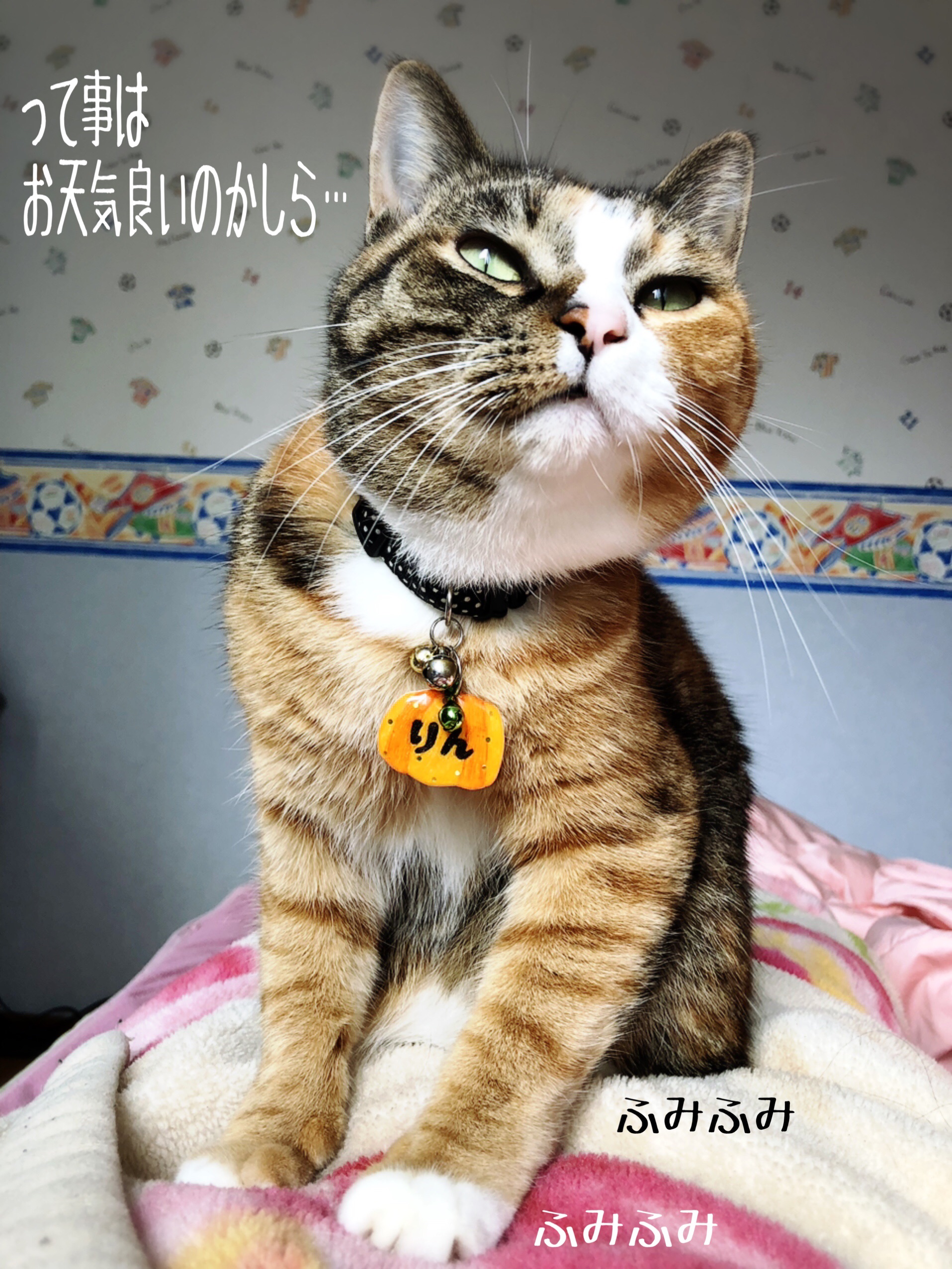 寝起きのオンナはみんなブス 猫とお酒と日々のこと Powered By ライブドアブログ 寝起きのオンナはみんなブス 猫とお酒と日々のこと Powered By ライブドアブログ