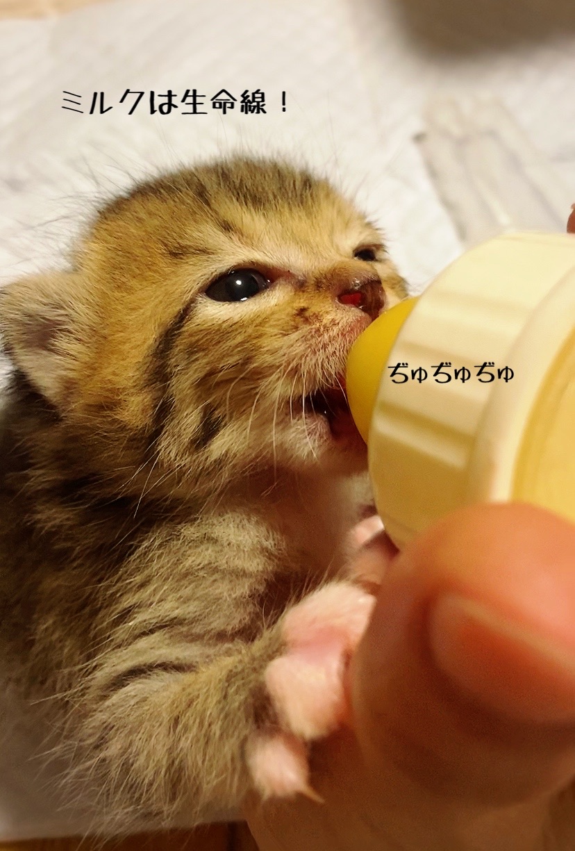 楽天スーパーセールで買うモノ 怖いわぁ 猫とお酒と日々のこと Powered By ライブドアブログ 楽天スーパーセールで買うモノ 怖いわぁ 猫とお酒と日々のこと Powered By ライブドアブログ