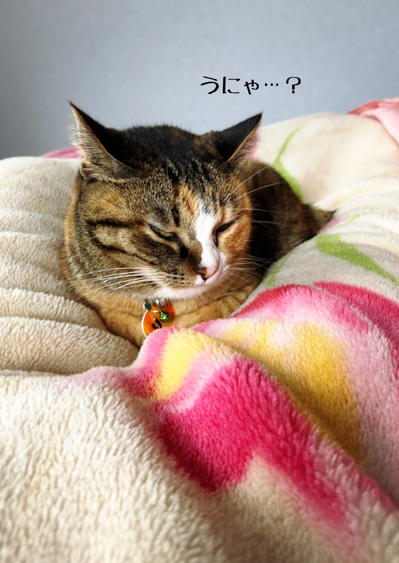 寝起きのオンナはみんなブス 猫とお酒と日々のこと Powered By ライブドアブログ