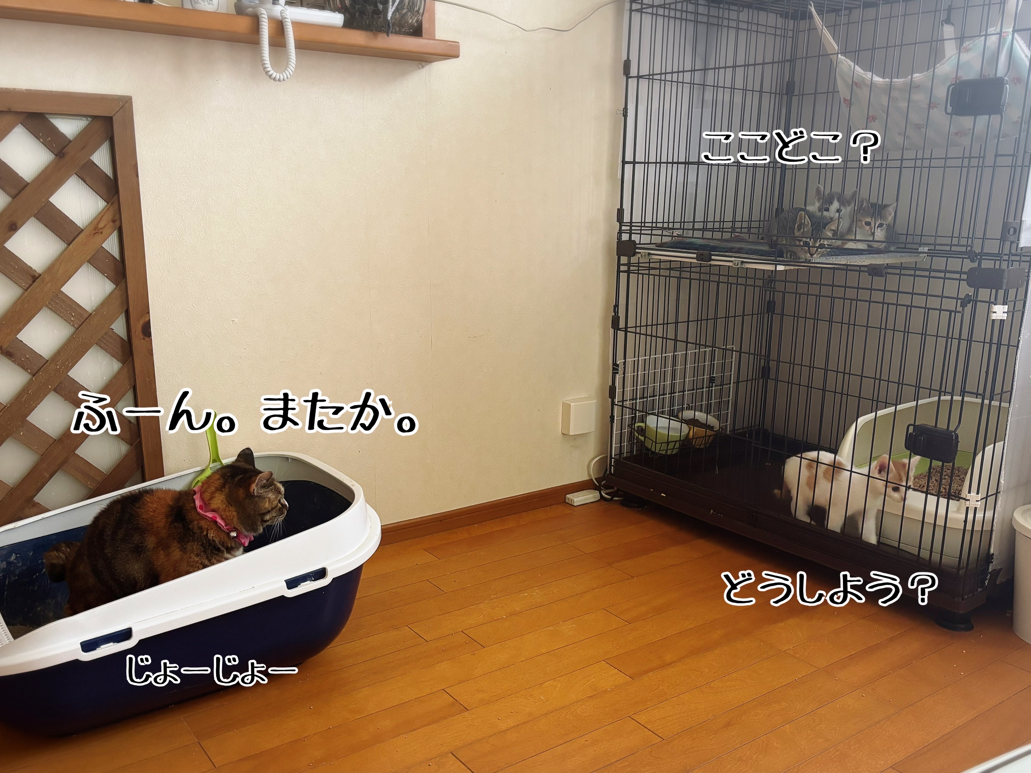 初対面のオトナ猫さま達の反応 : 猫とお酒と日々のこと Powered by