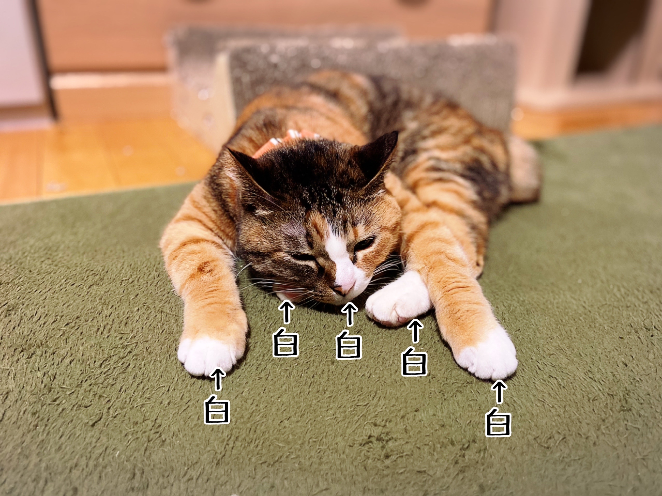 三毛さまも色々。三毛さまのススメ。 : 猫とお酒と日々のこと Powered