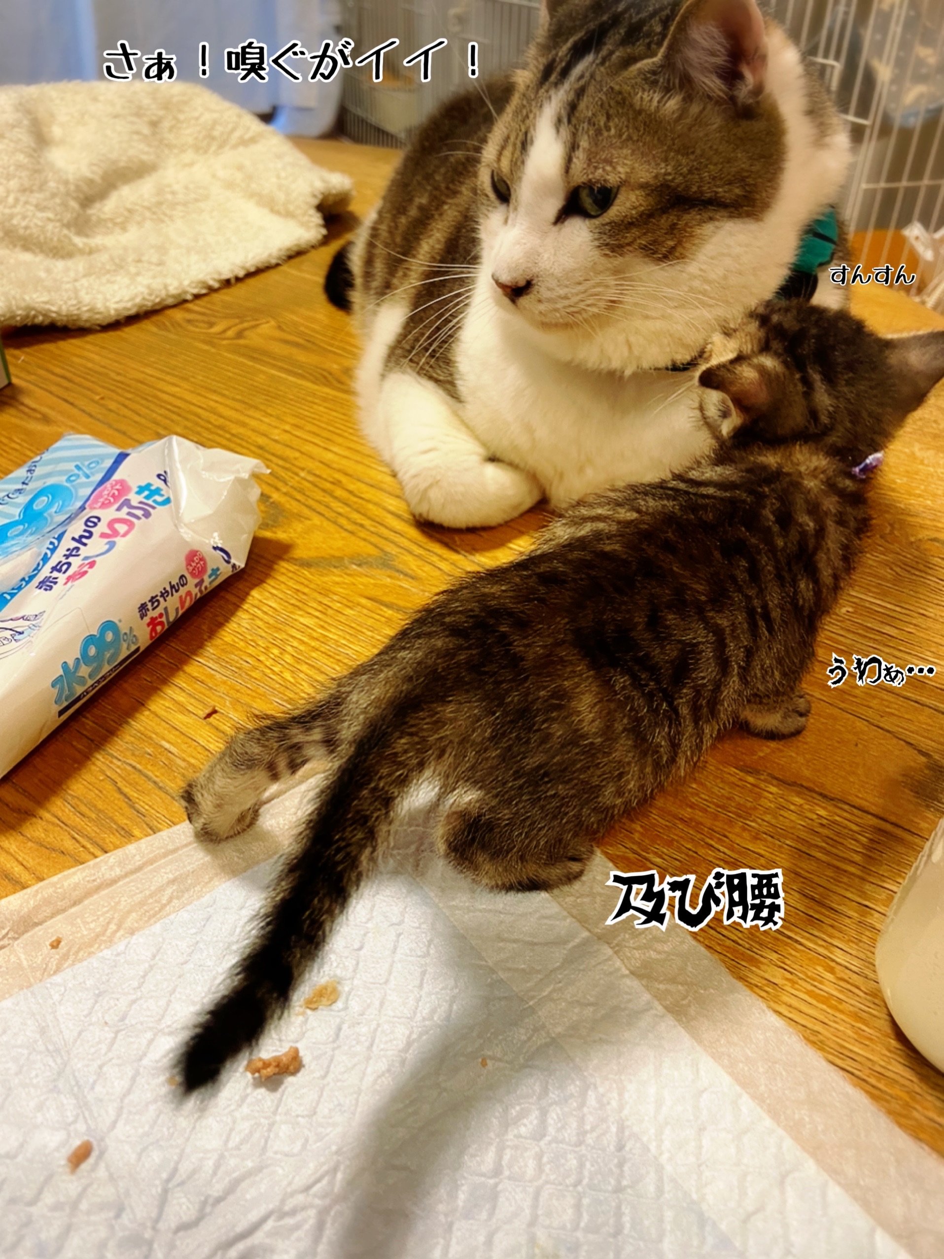 離乳食の光景 22 猫とお酒と日々のこと Powered By ライブドアブログ 離乳食の光景 22 猫とお酒と日々のこと Powered By ライブドアブログ