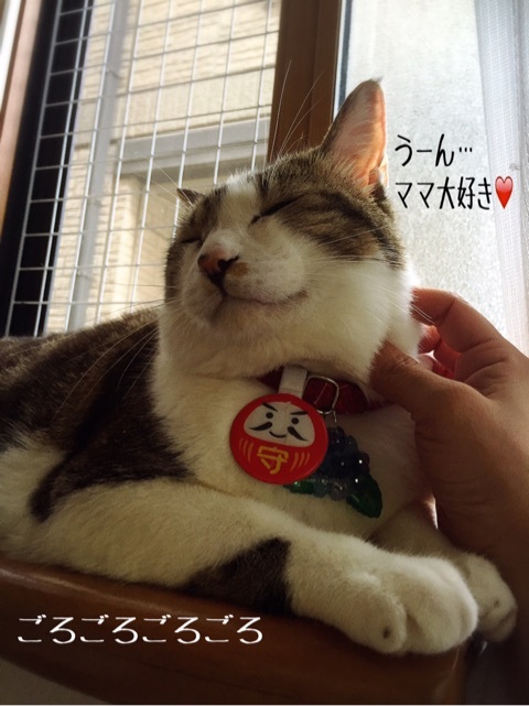 現役時代のシュウ様 : 猫とお酒と日々のこと Powered by