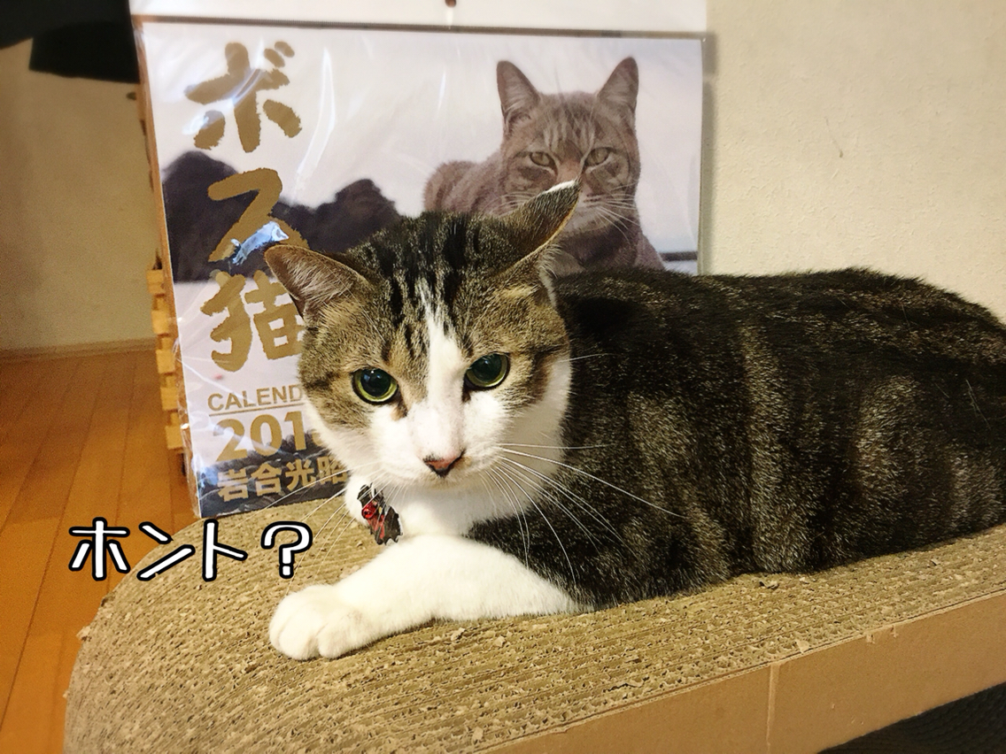 ボス猫様 猫とお酒と日々のこと Powered By ライブドアブログ ボス猫様 猫とお酒と日々のこと Powered By ライブドアブログ