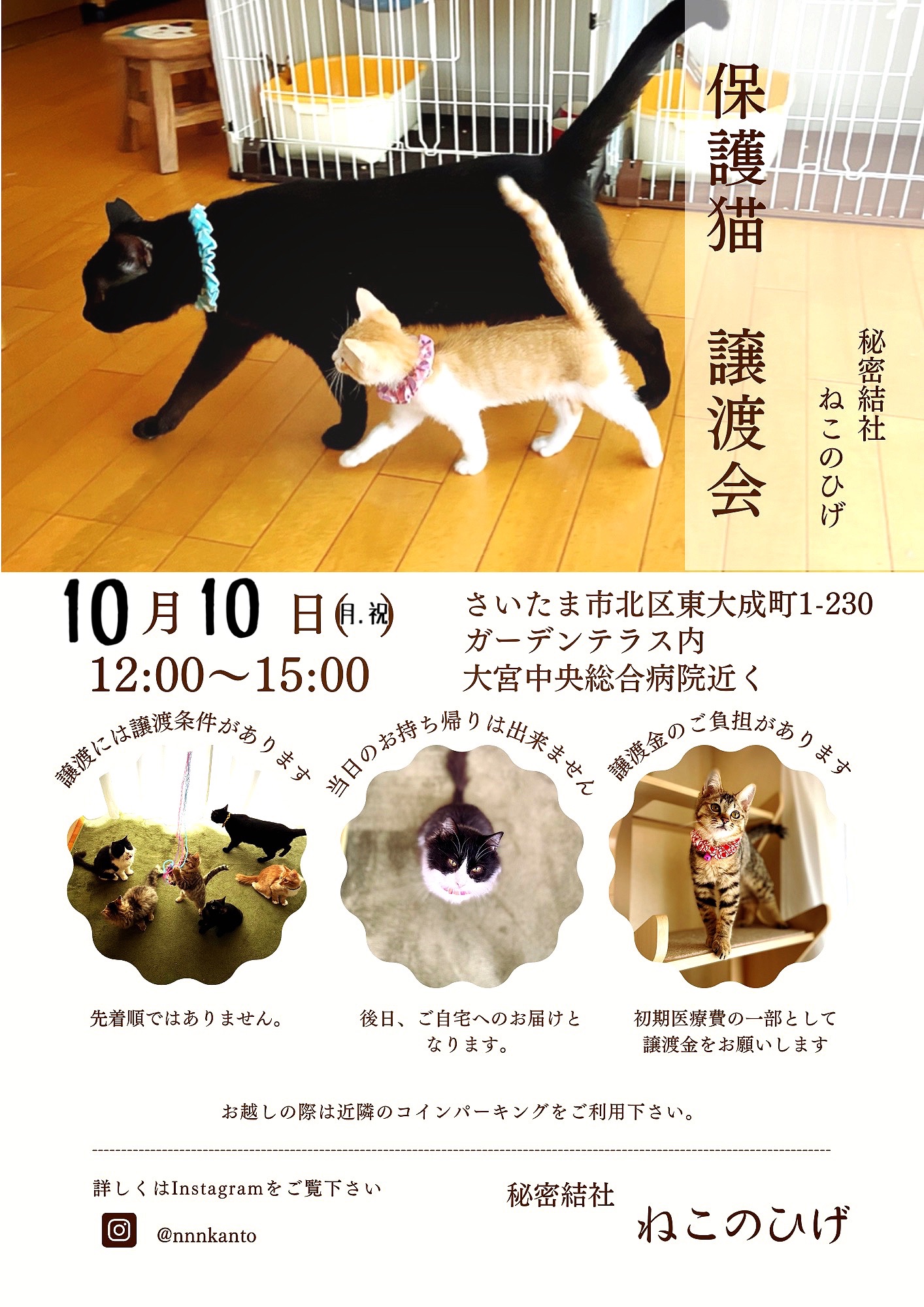 シャンプーの日 ラストスパートォ 猫とお酒と日々のこと Powered By ライブドアブログ