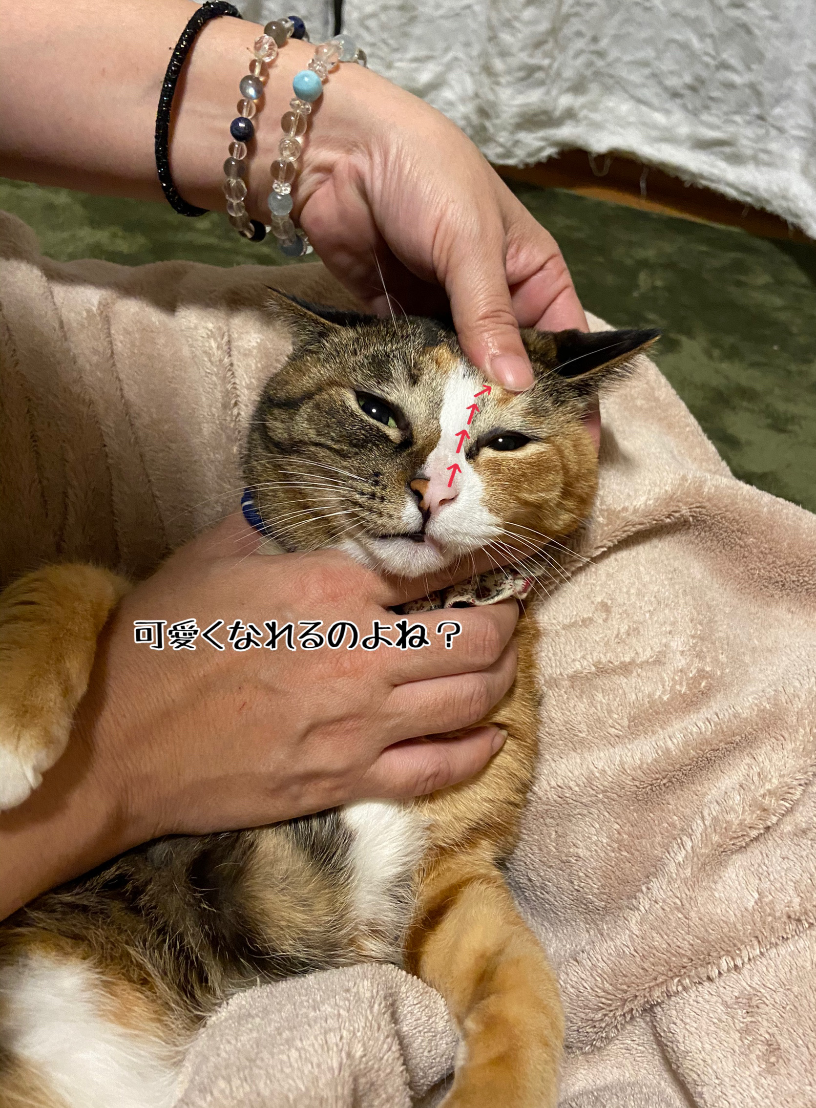 猫さまの涙詰まり 鼻詰まりに効くらしいマッサージ 猫とお酒と日々のこと Powered By ライブドアブログ