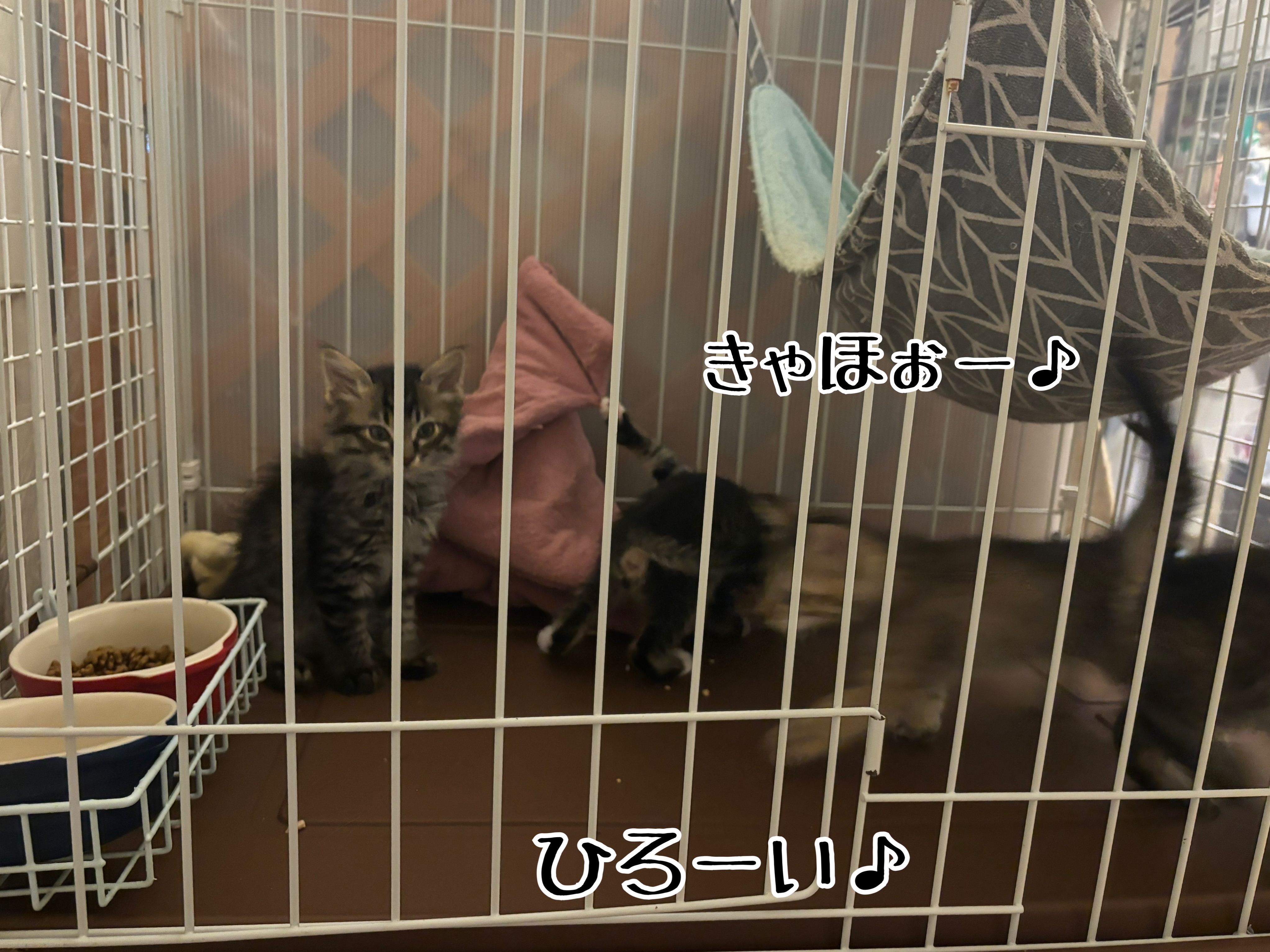 猫犬ケージ クレートペットパレス BB85 移住お出かけ 輸送