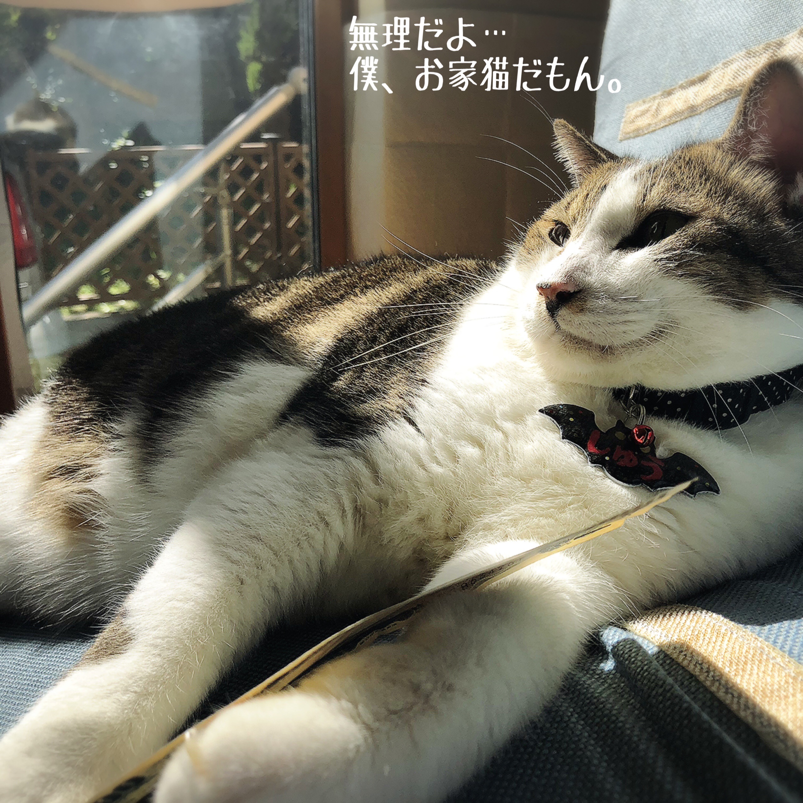 おつかいとカツラ : 猫とお酒と日々のこと Powered by ライブドアブログ