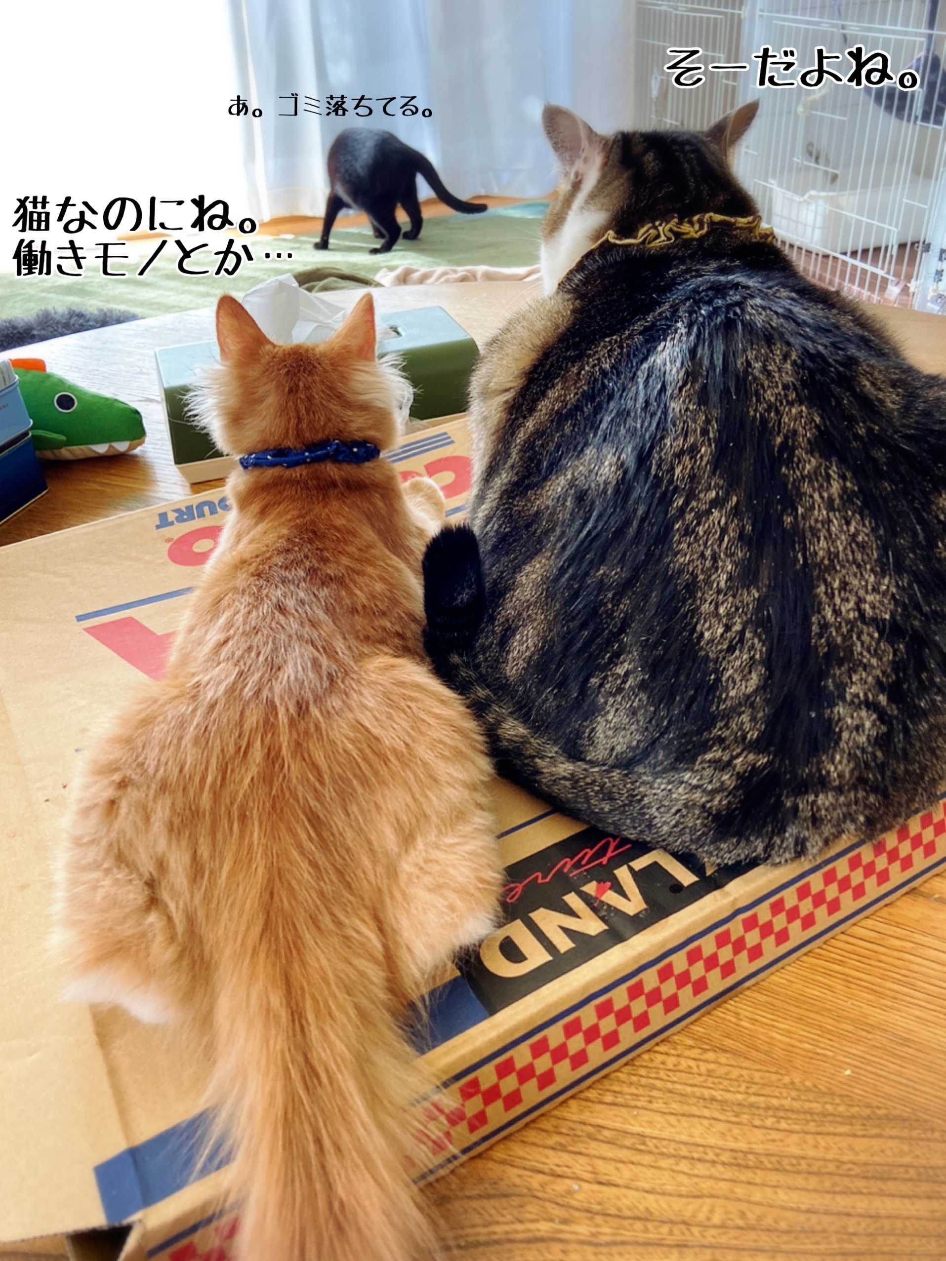 大きいお尻と小さいお尻 猫とお酒と日々のこと Powered By ライブドアブログ