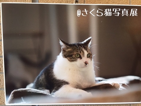 ♡シュウさま♡ シュウ様のウチの子記念日 : 猫とお酒と日々のこと Powered by