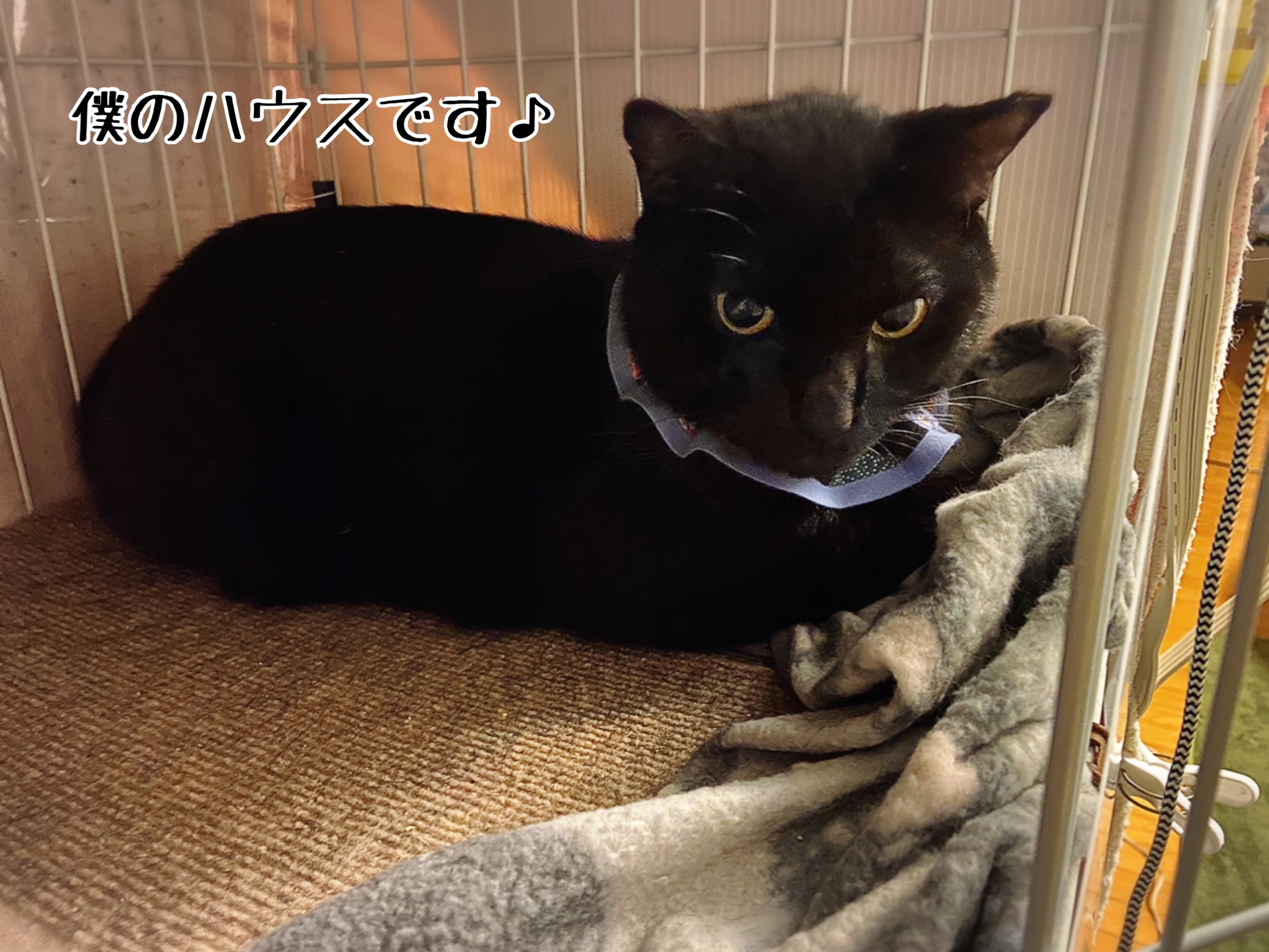 ハウスと巣と落ち着く場所 猫とお酒と日々のこと Powered By ライブドアブログ