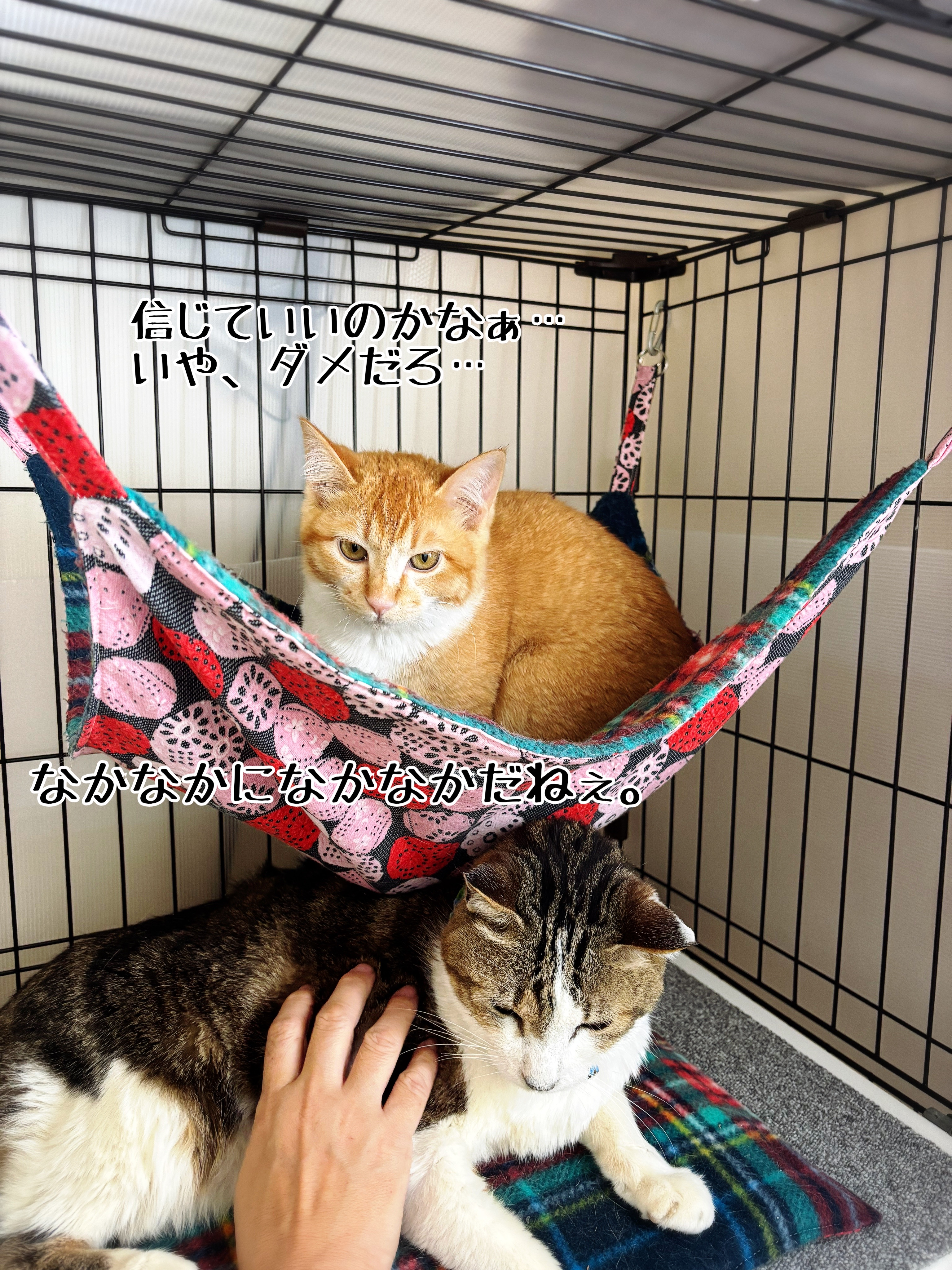 シュウさまをダシに使う。 : 猫とお酒と日々のこと Powered by