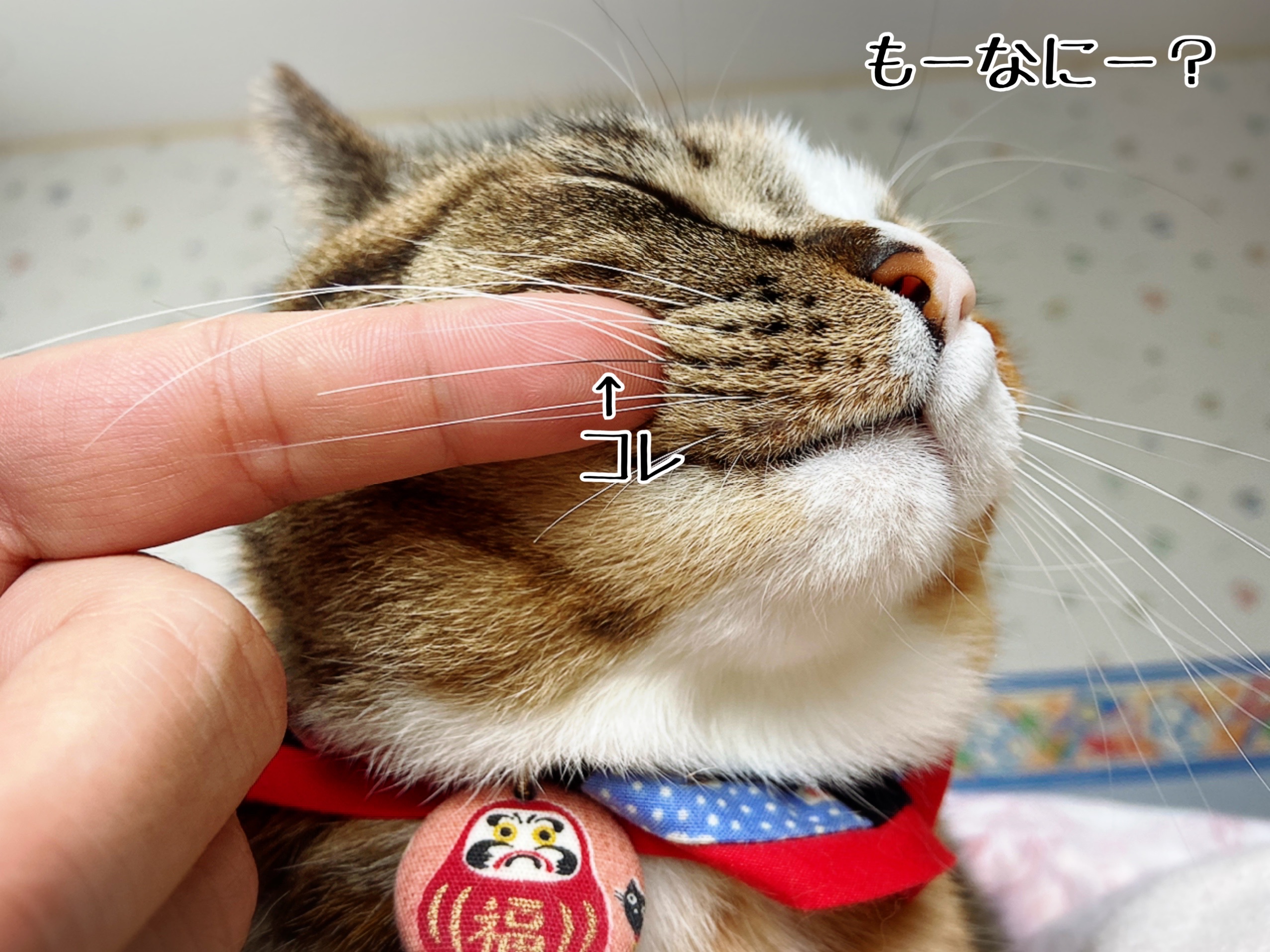 いつまでも仲良く長生きで 共白髪 猫とお酒と日々のこと Powered By ライブドアブログ